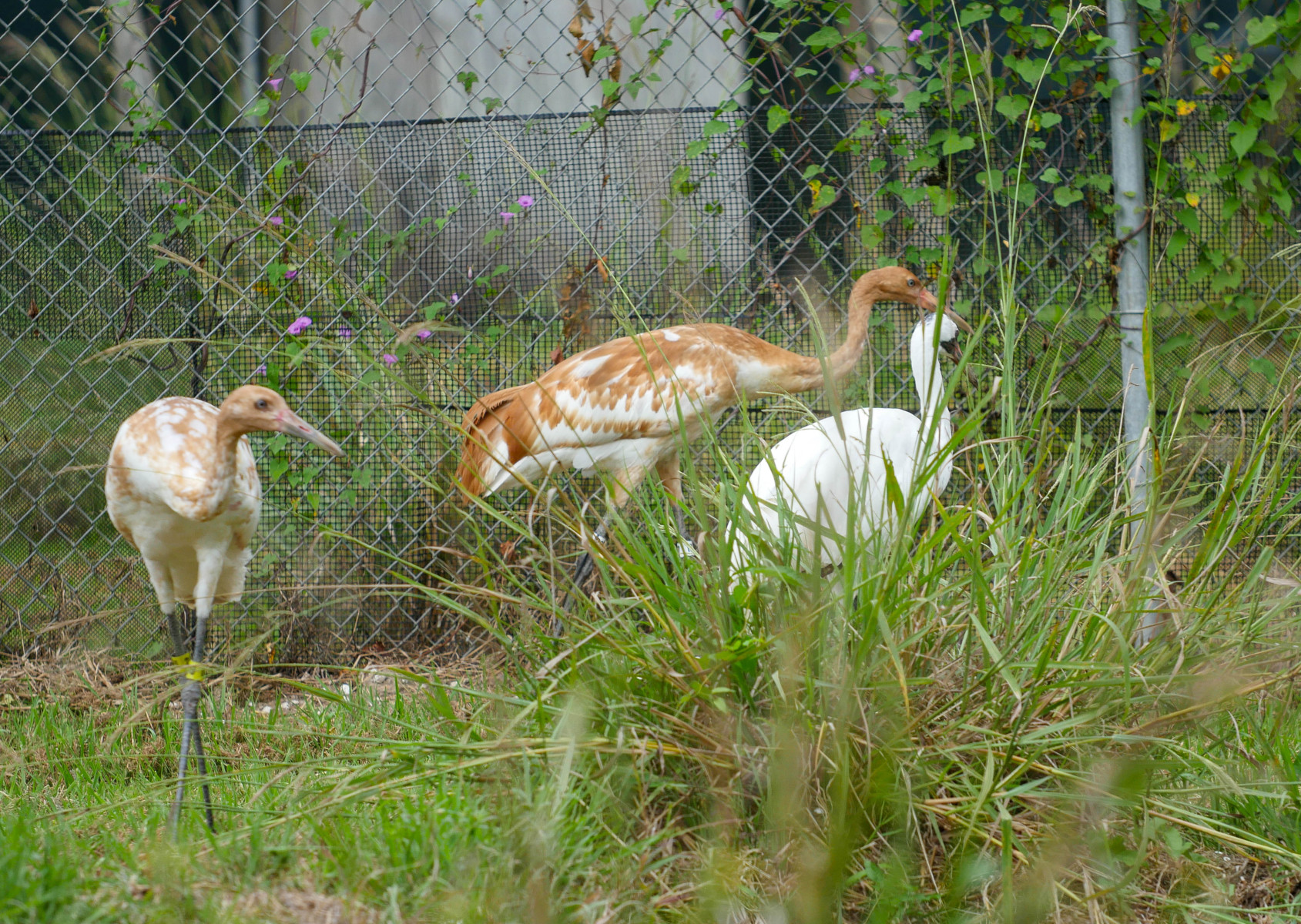 Dallas Whooping Crane 9.28.23-7