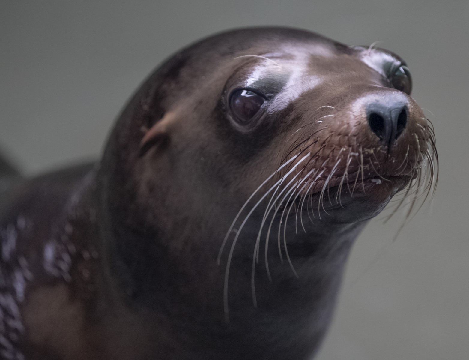 7.22.19 Sea Lion Huey60 (1)