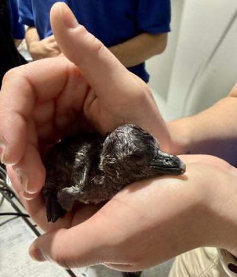 Audubon Aquarium Welcomes Critically Endangered Penguin Chick