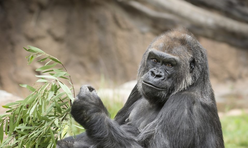 Audubon Zoo Welcomes Critically Endangered Western Lowland