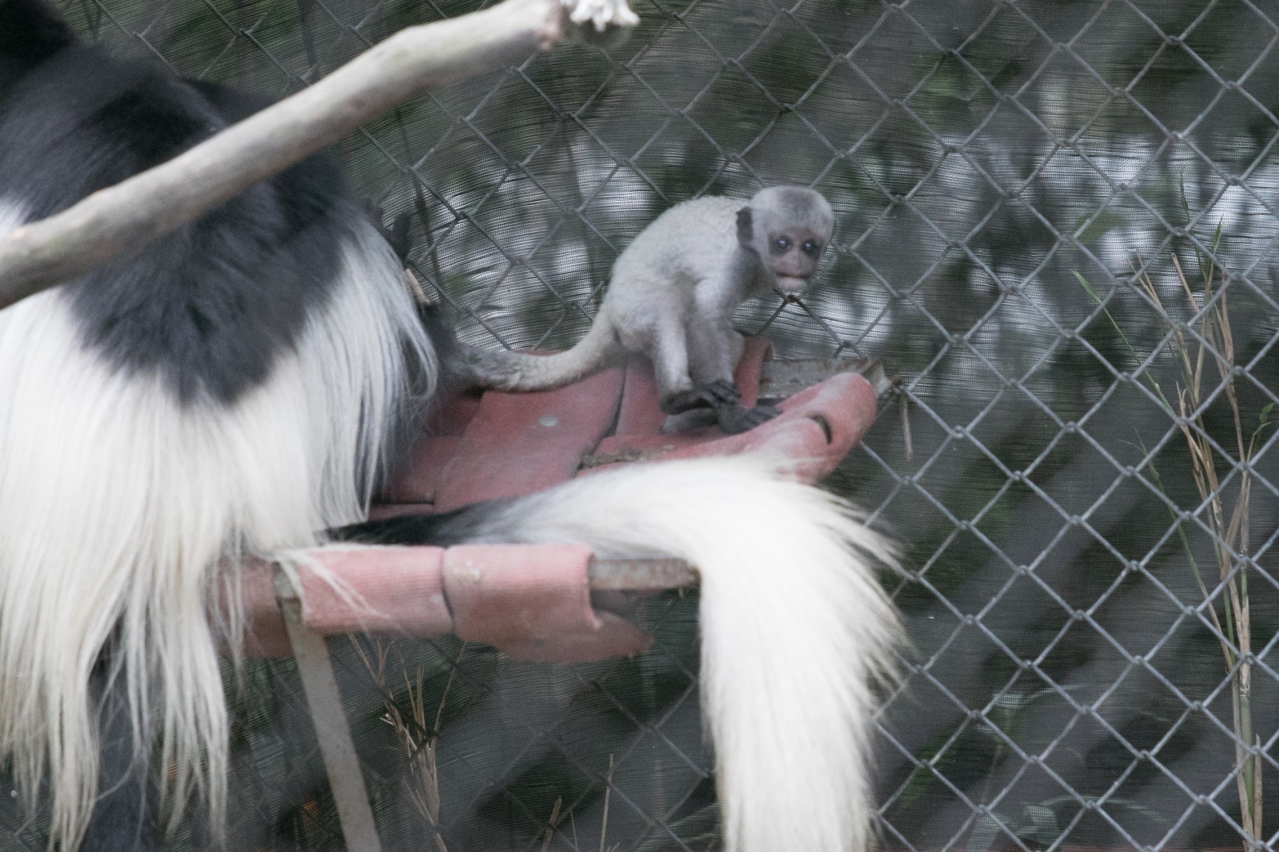 Colobus Baby