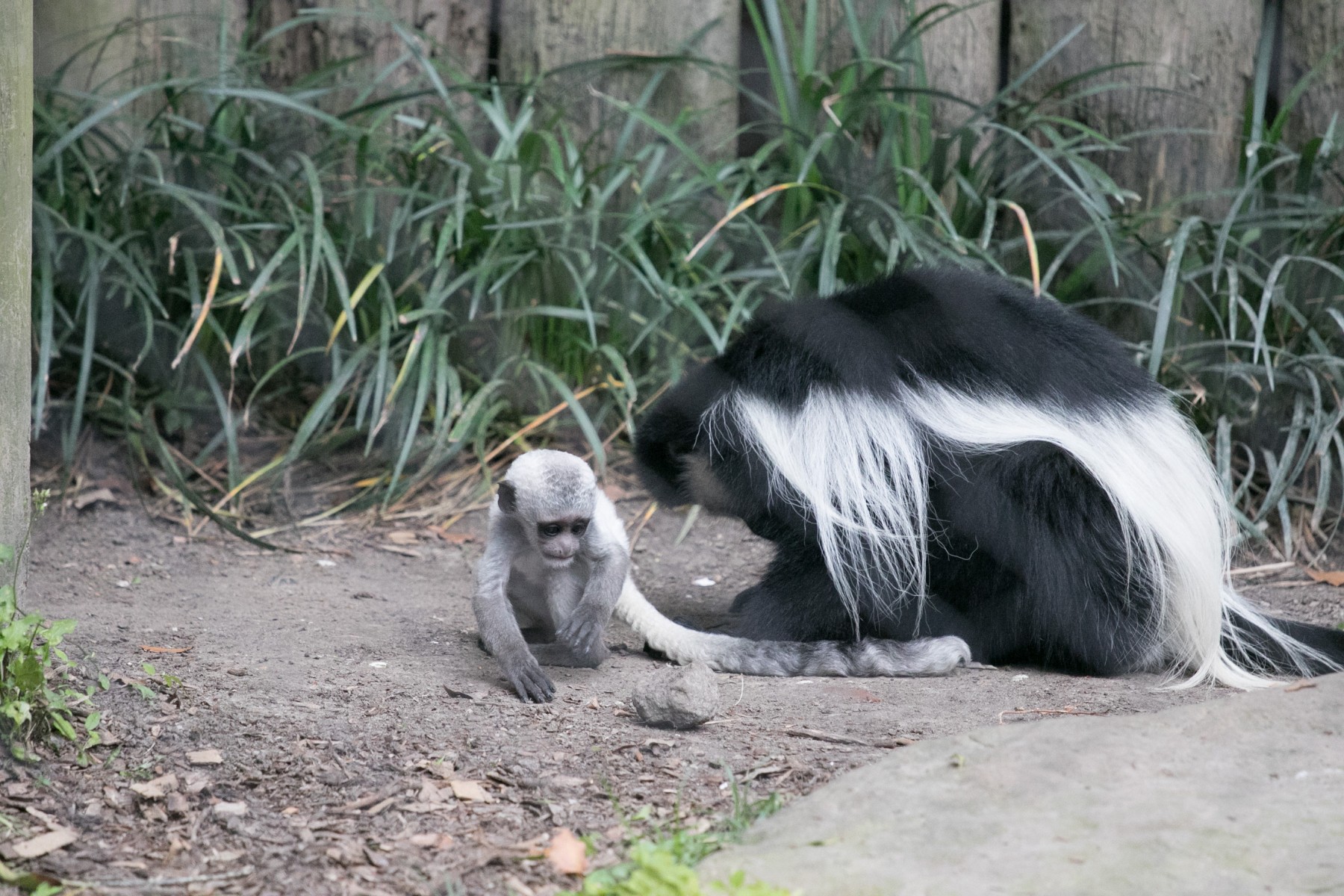 Colobus Baby