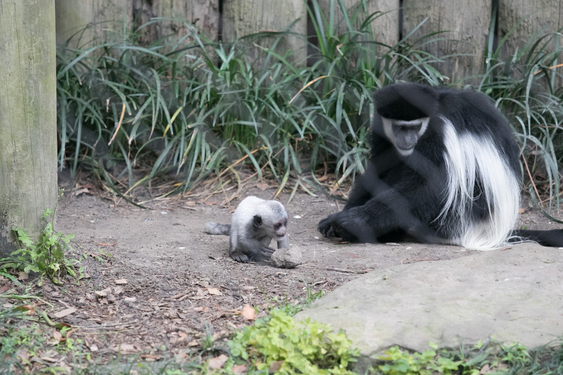 Colobus Baby