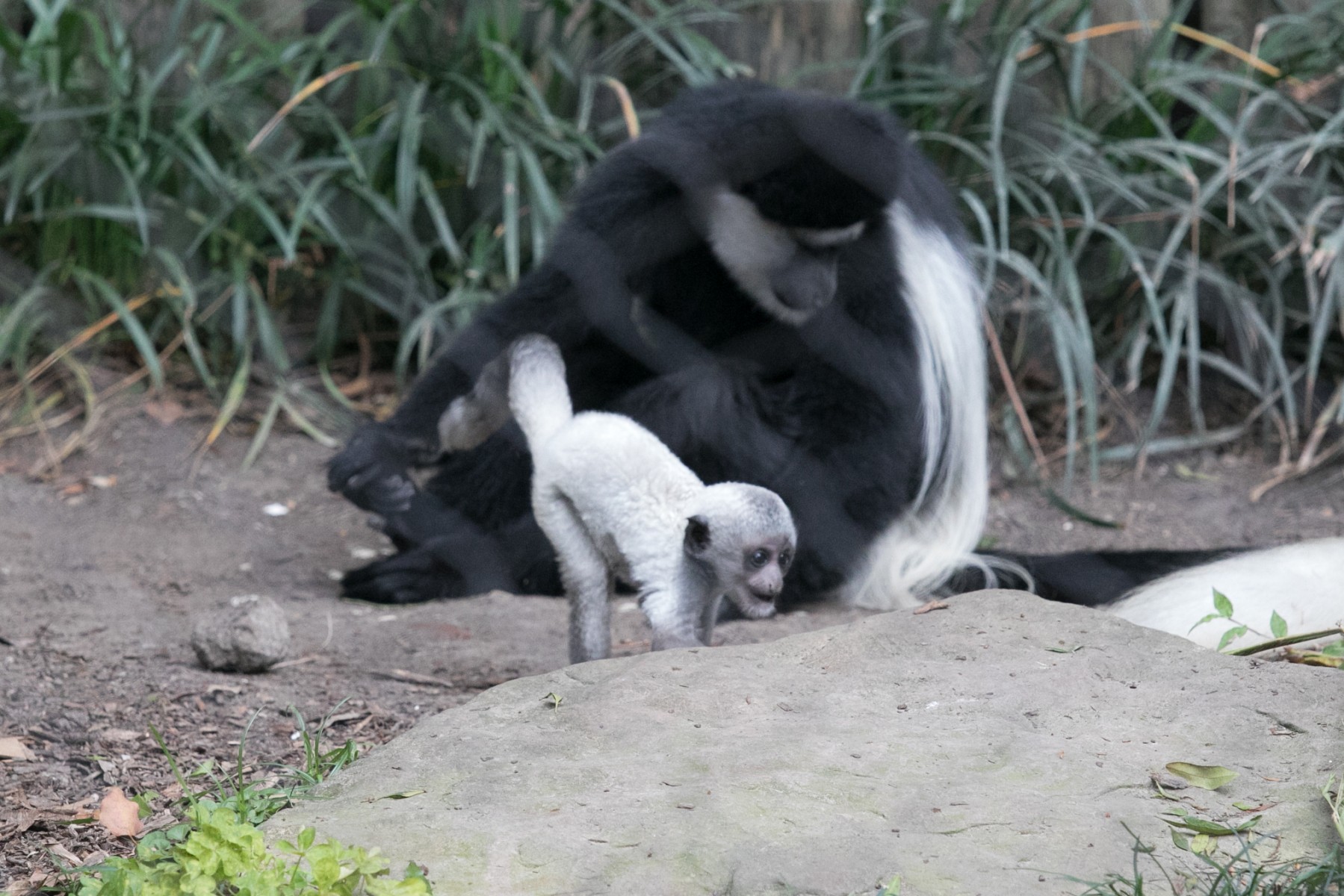 Colobus Baby