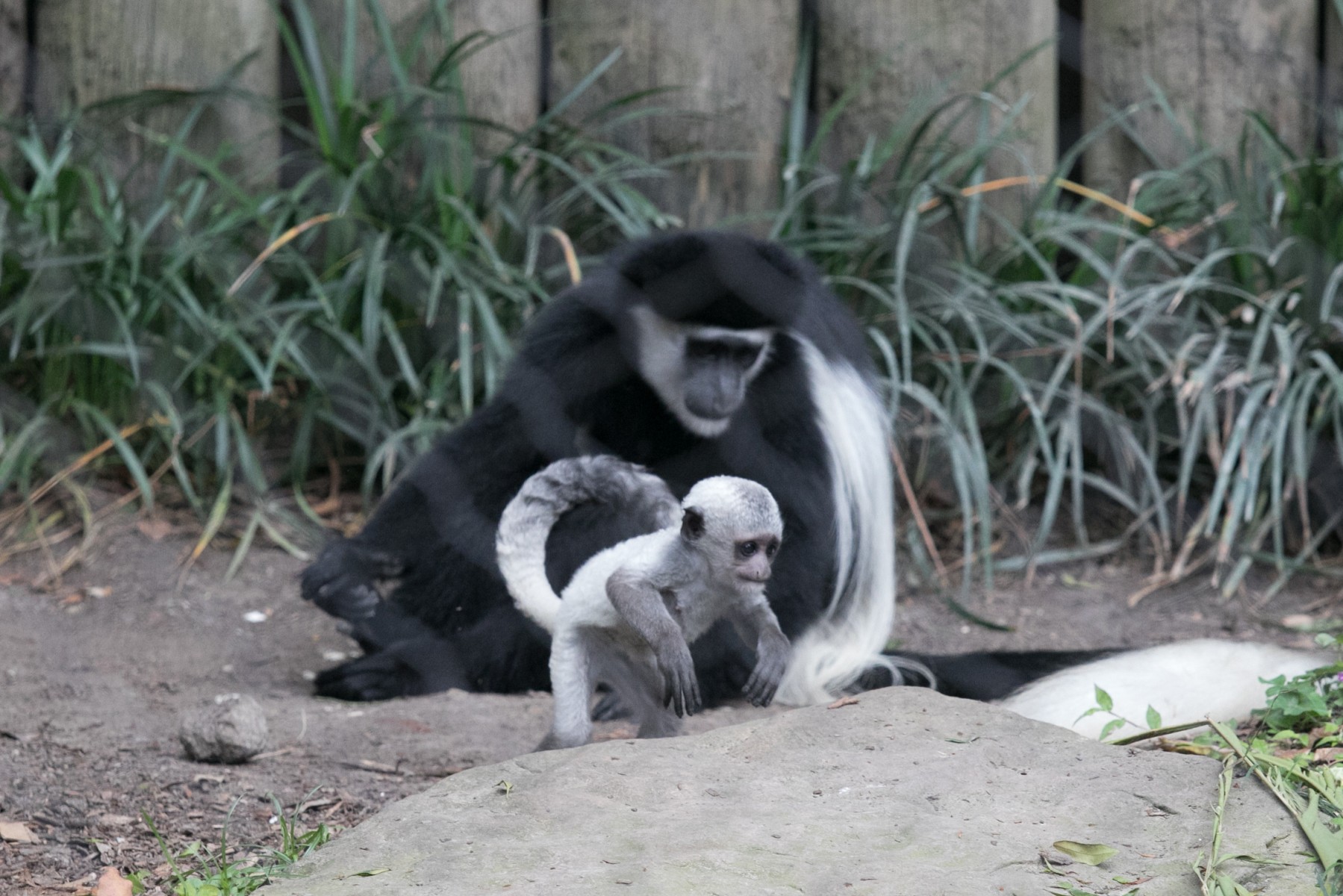 Colobus Baby