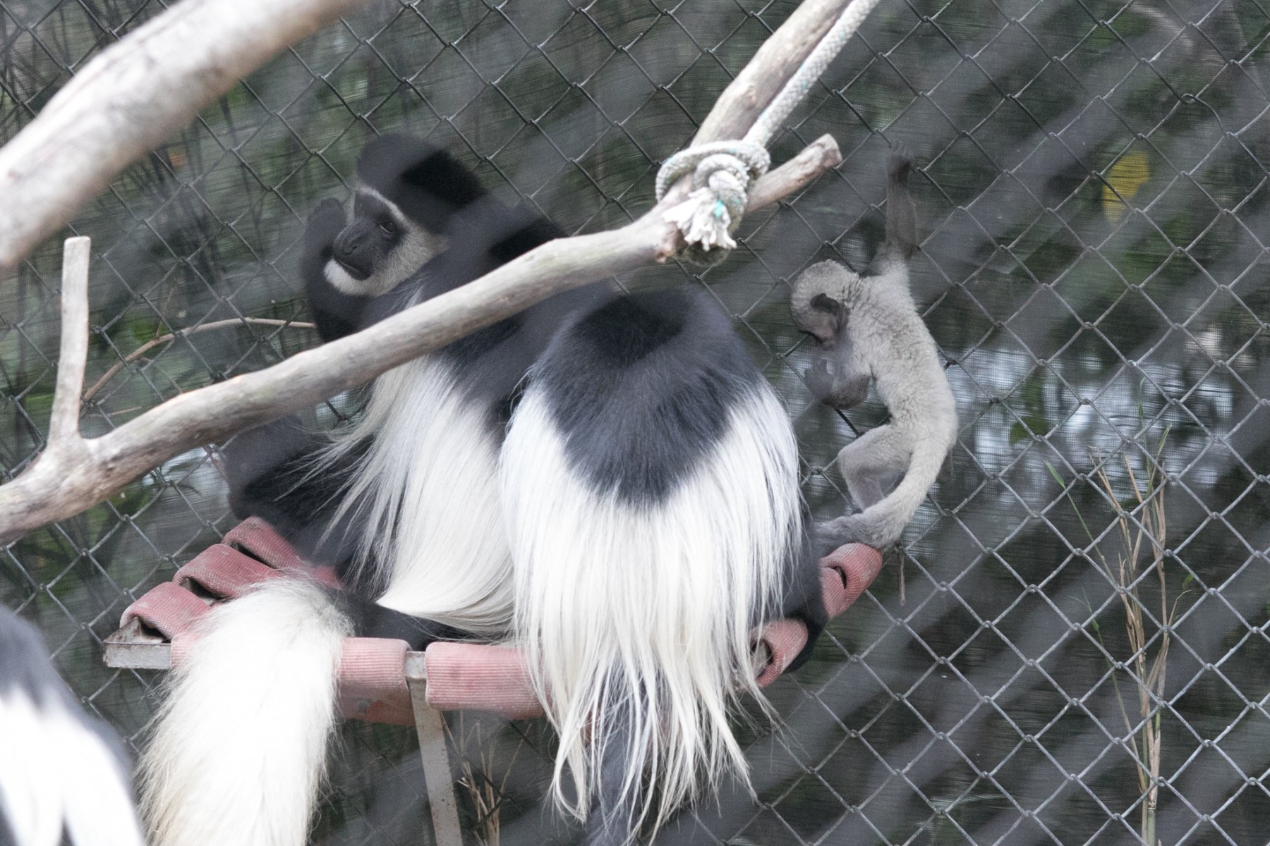 Colobus Baby