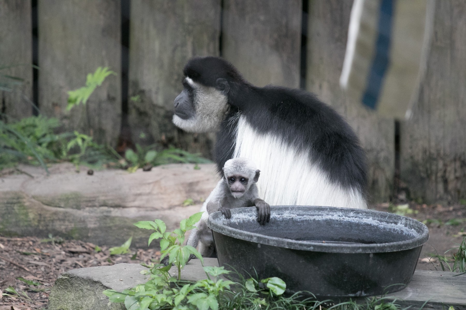 Colobus Baby