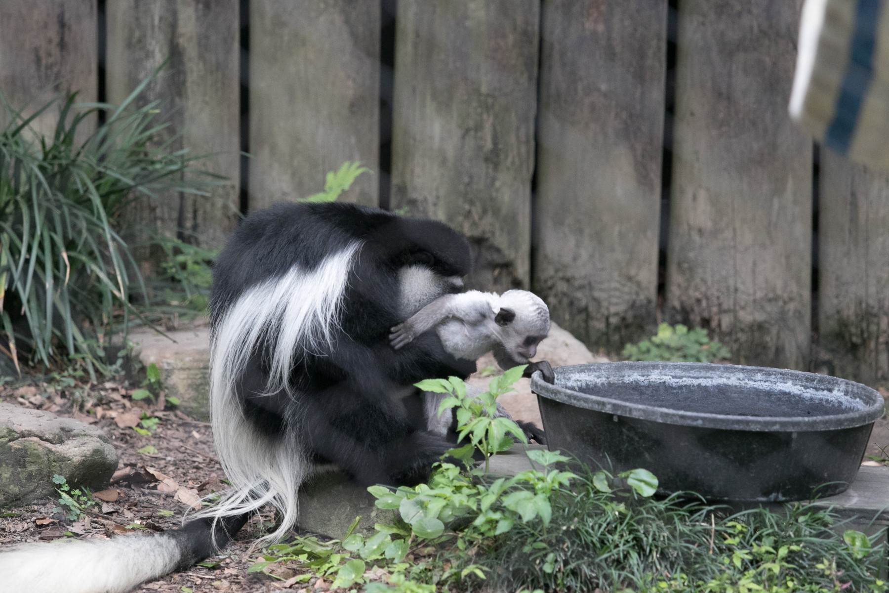 Colobus Baby