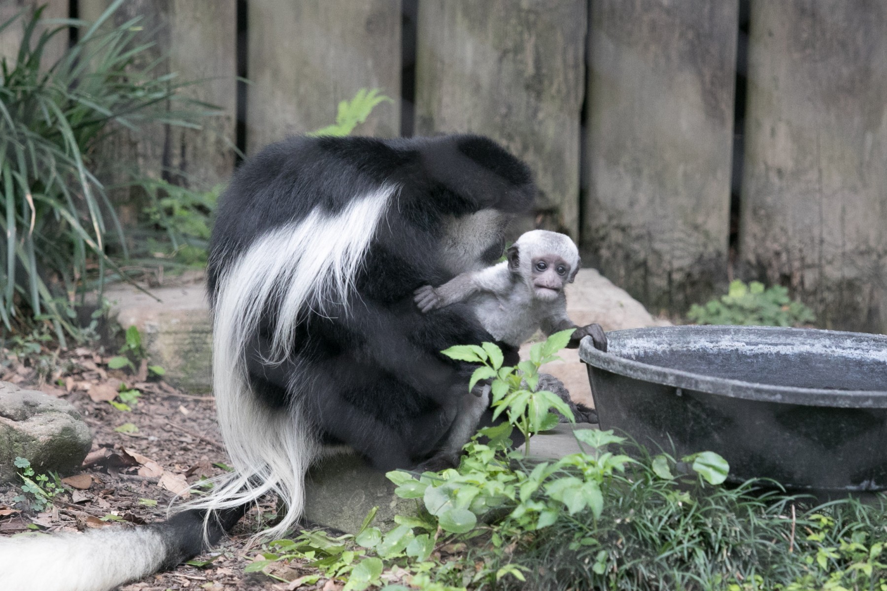 Colobus Baby
