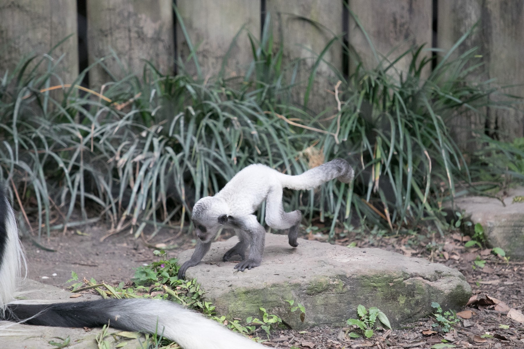 Colobus Baby