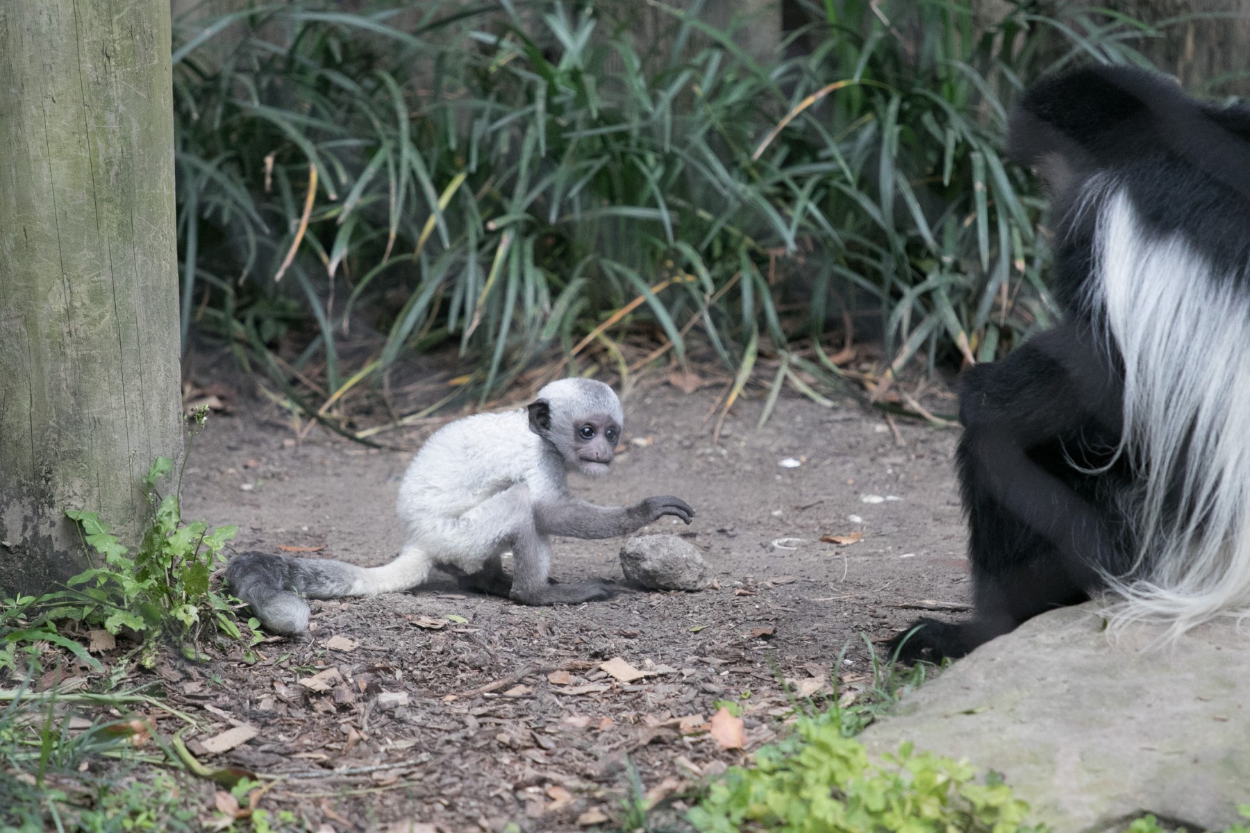 Colobus Baby