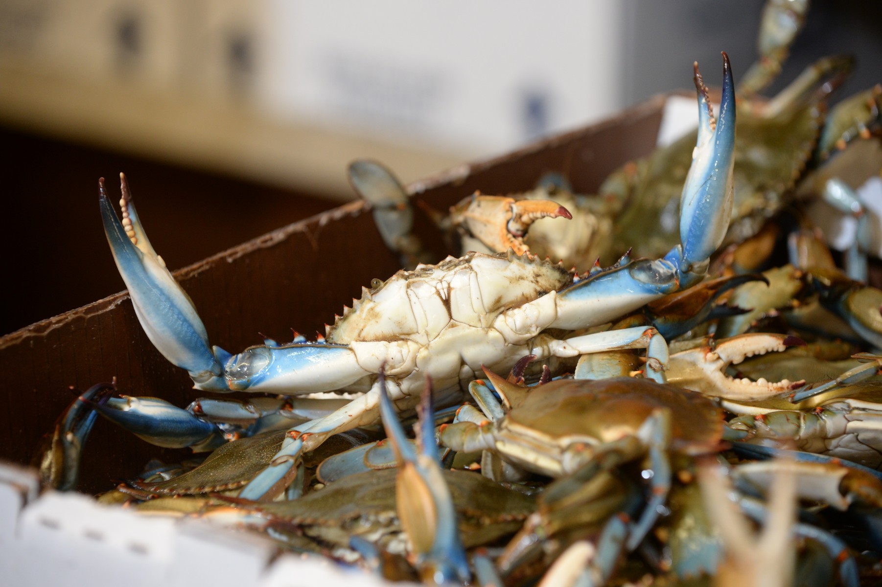 Louisiana Blue Crab Fishery First to Receive G.U.L.F. Responsible