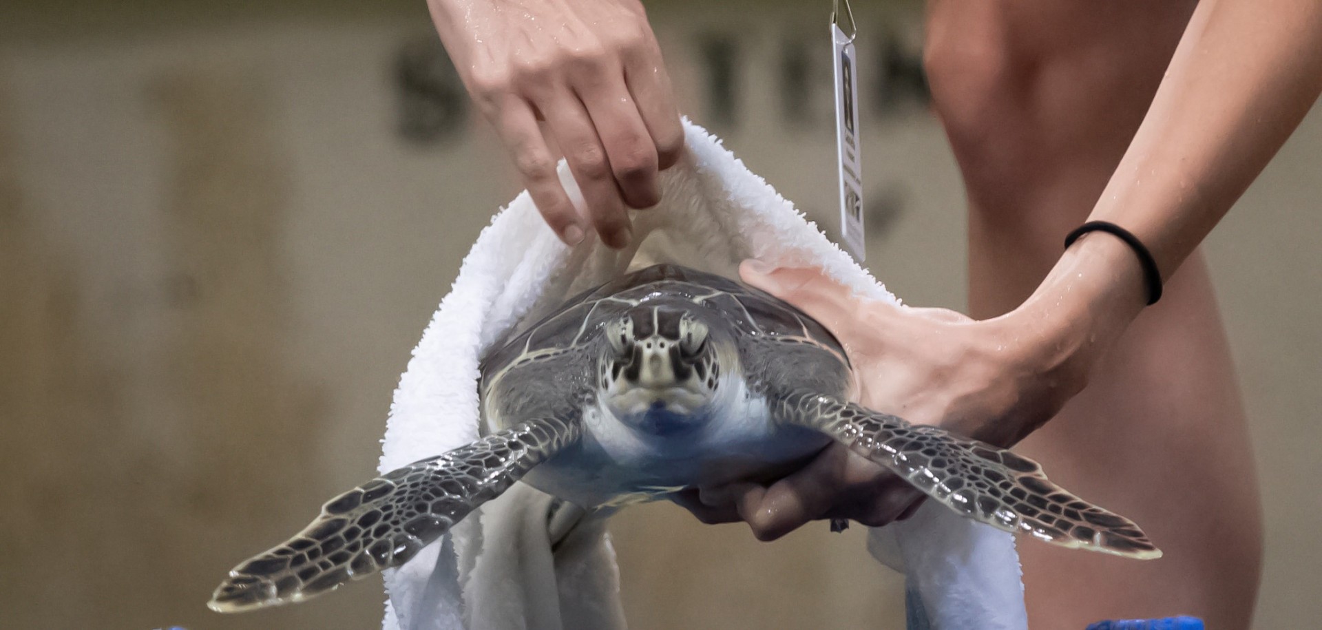 Threatened Sea Turtle Rescued, Rehabilitated and Released Back into the ...