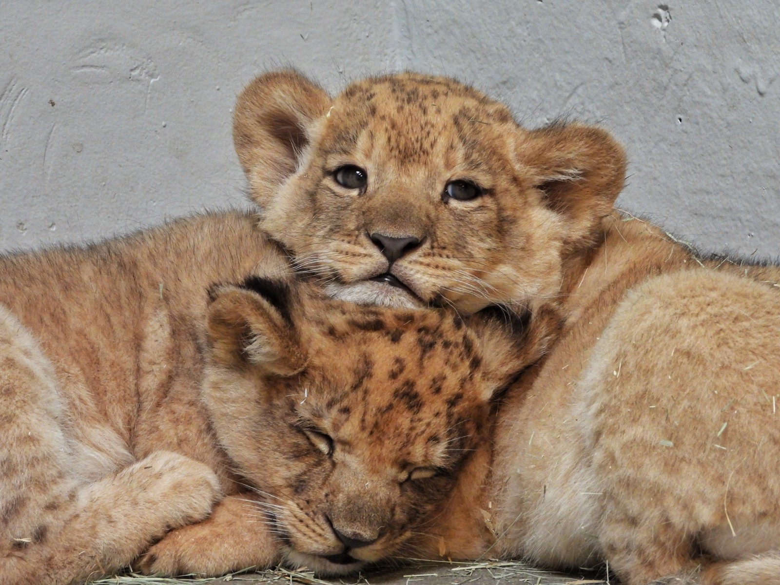 ROAR AUDUBON ZOO HELPS PROTECT LION POPULATION WITH THREE NEW CUBS visual data 6