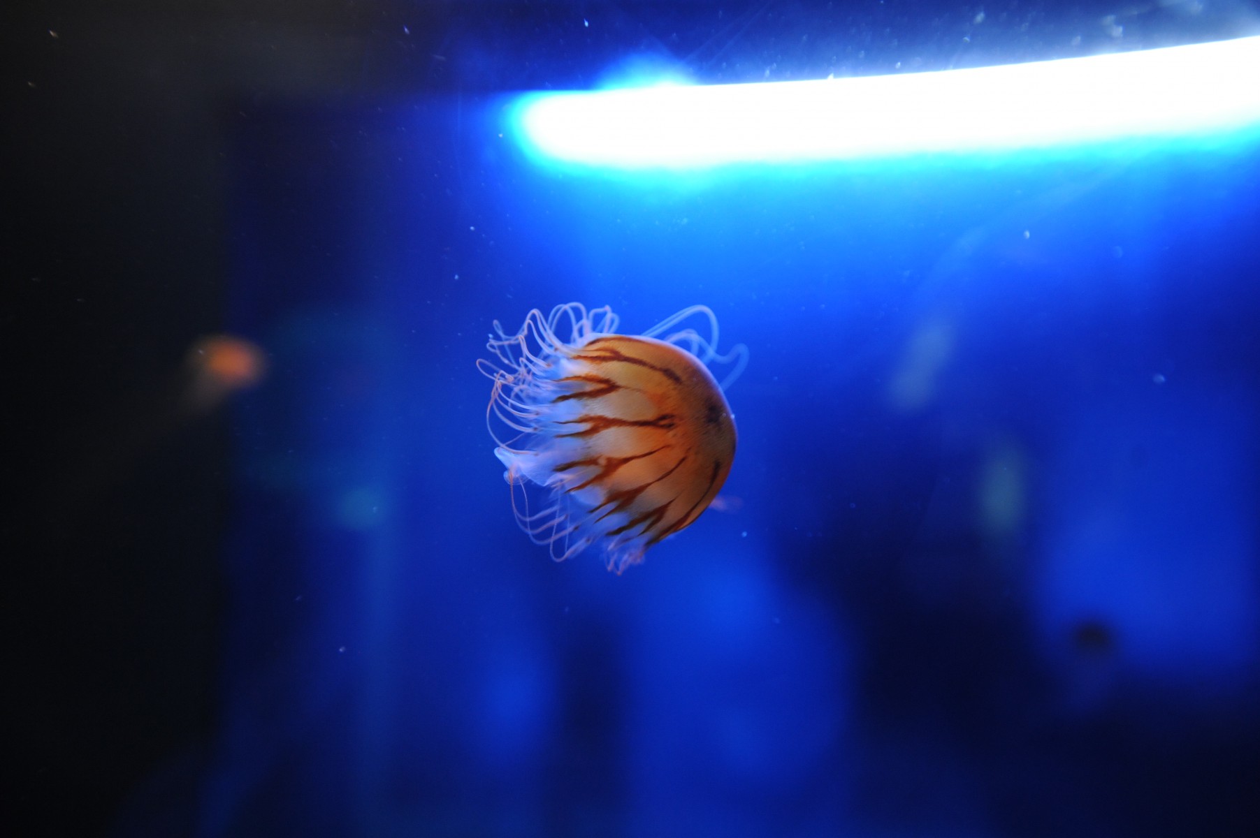 Audubon Zoo, Audubon Aquarium of the Americas Celebrate Wonders of the