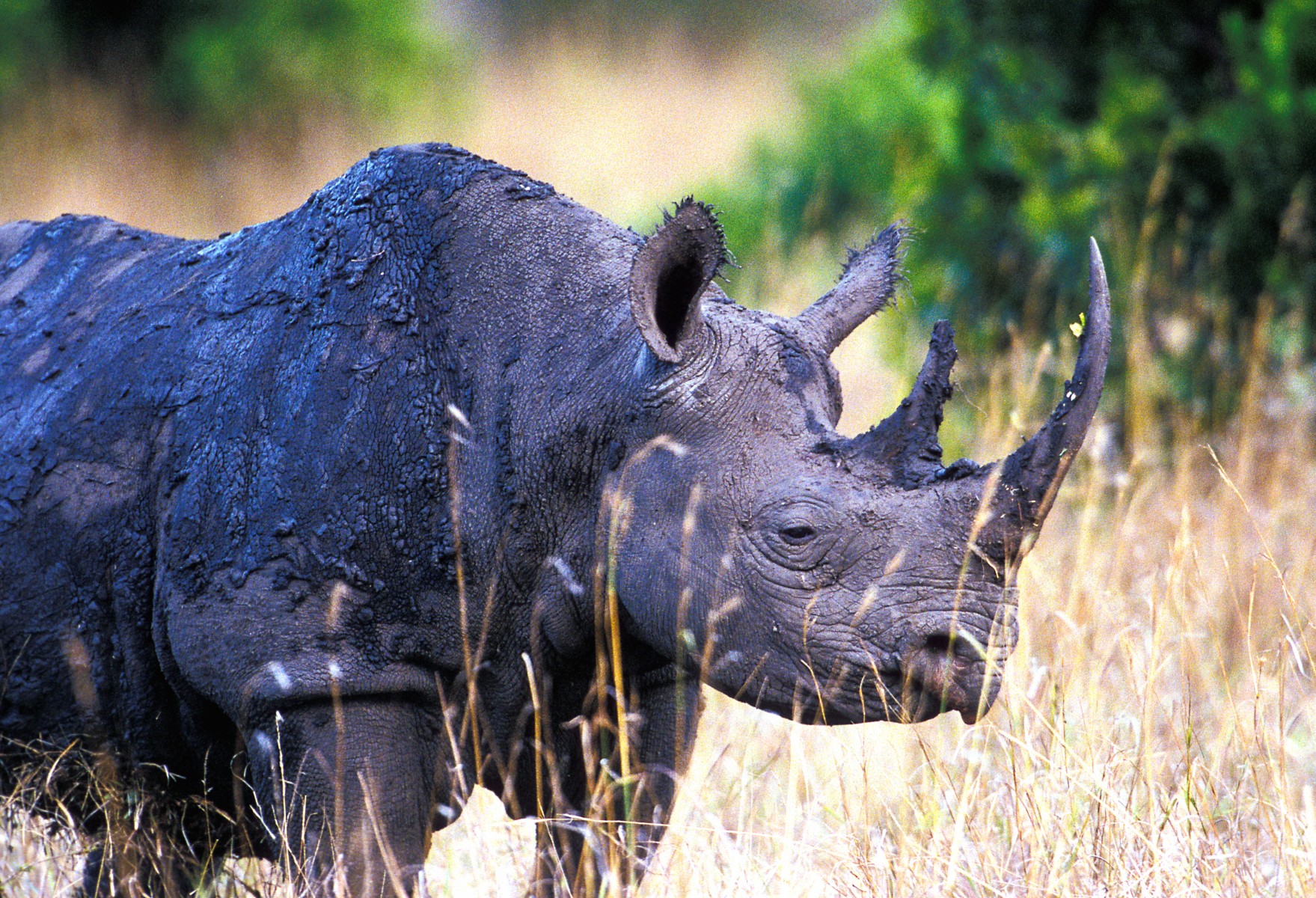 Muddy Black Rhino.HR.RM