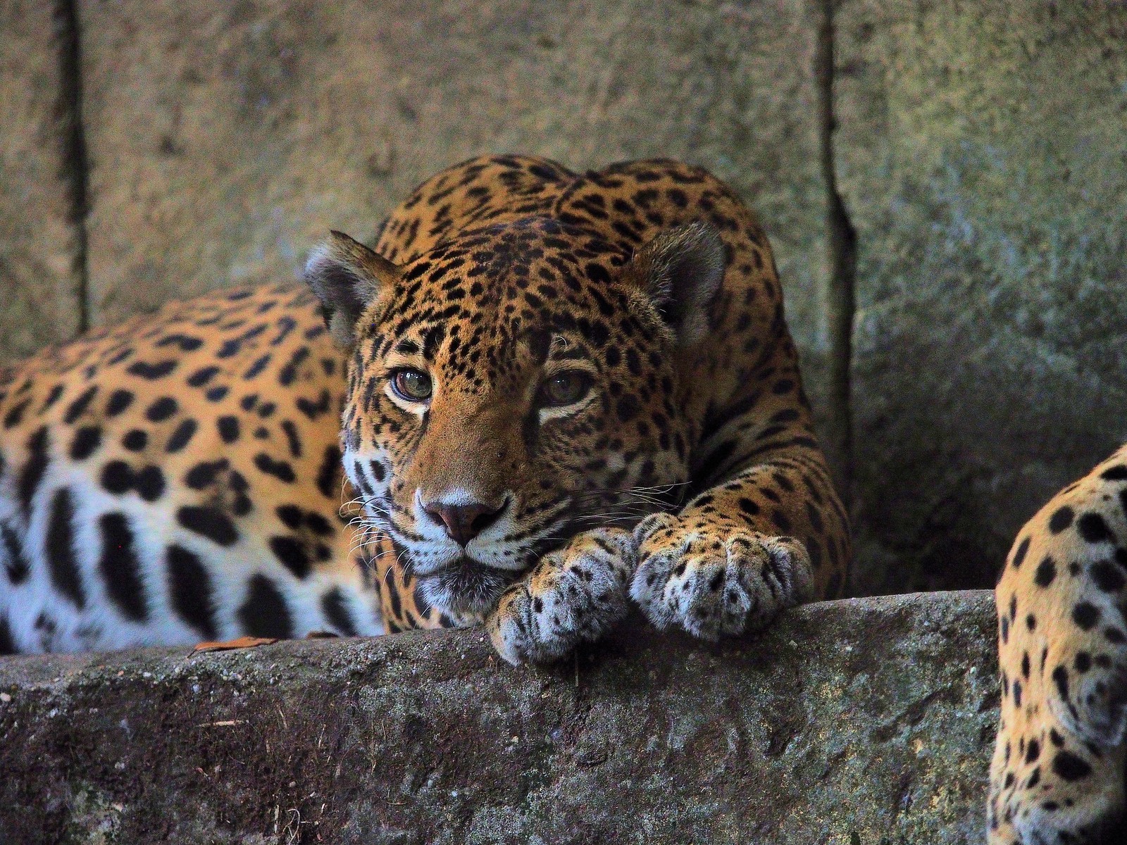 Audubon Zoo Mourns Loss of Geriatric Female Jaguar, Ix Chel