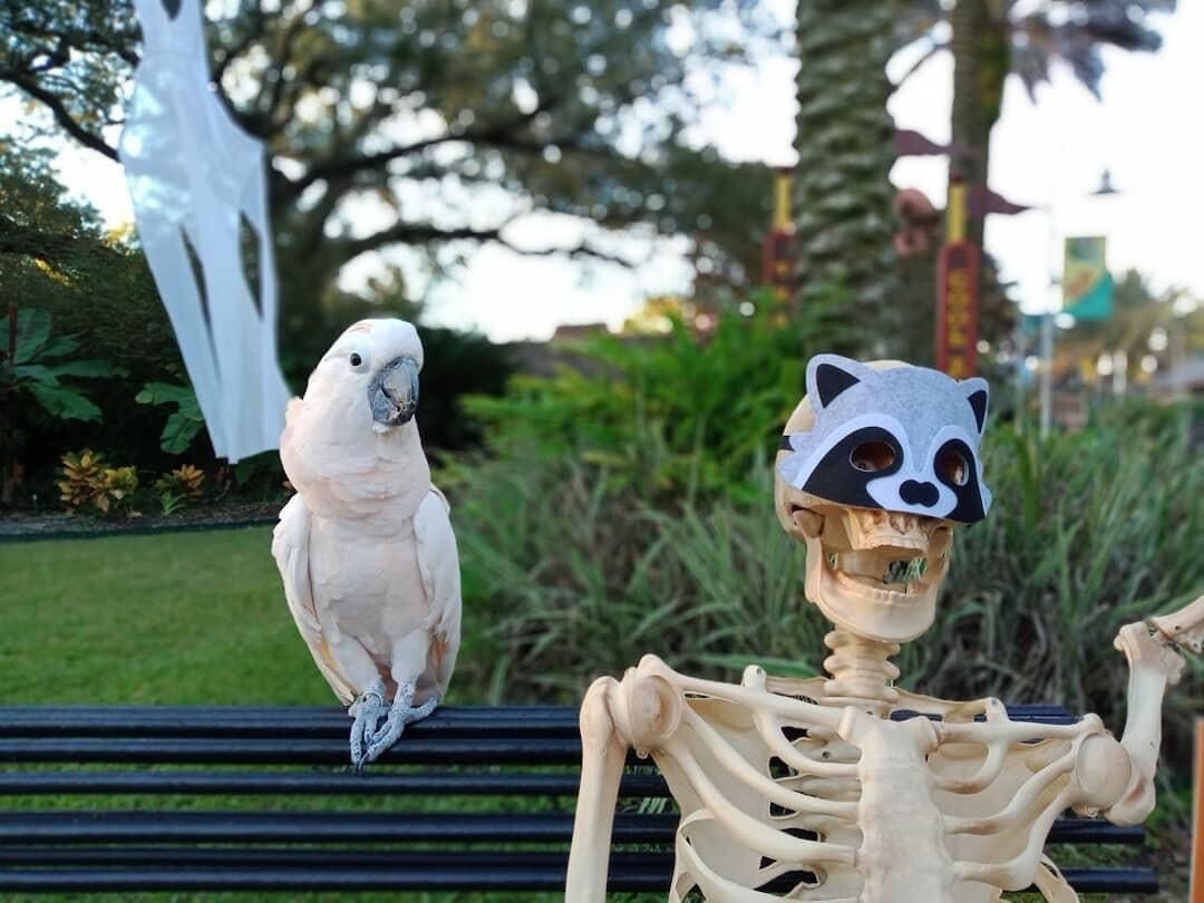 Peek-a-Boo at the Zoo