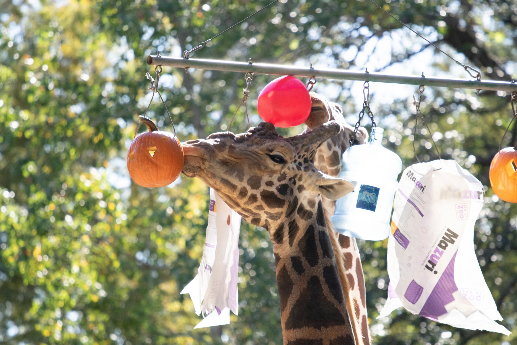 Peek-a-Boo at the Zoo