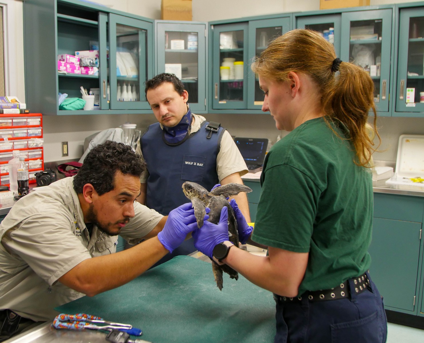 Sea Turtle 12.21.22-18