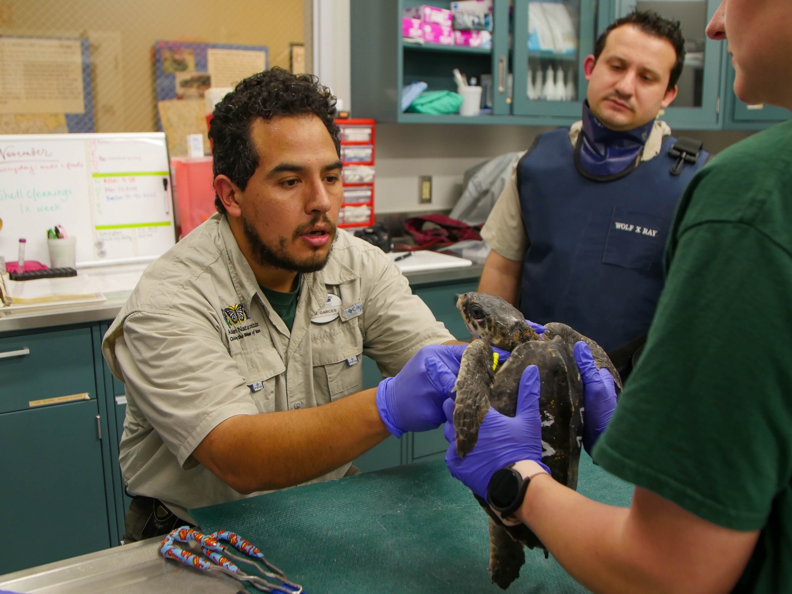 Sea Turtle 12.21.22-19