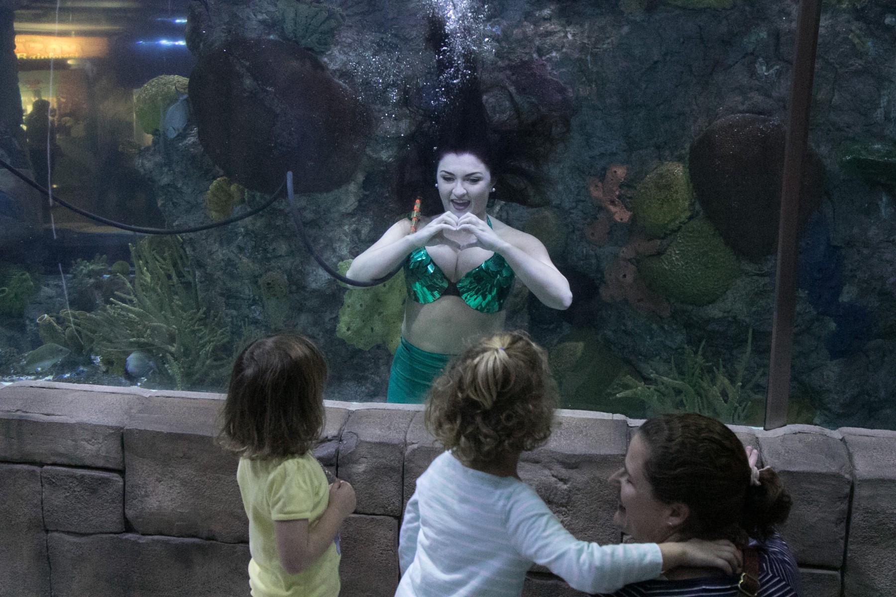 Weeki Wachee Mermaids are Back at Audubon Aquarium of the Americas