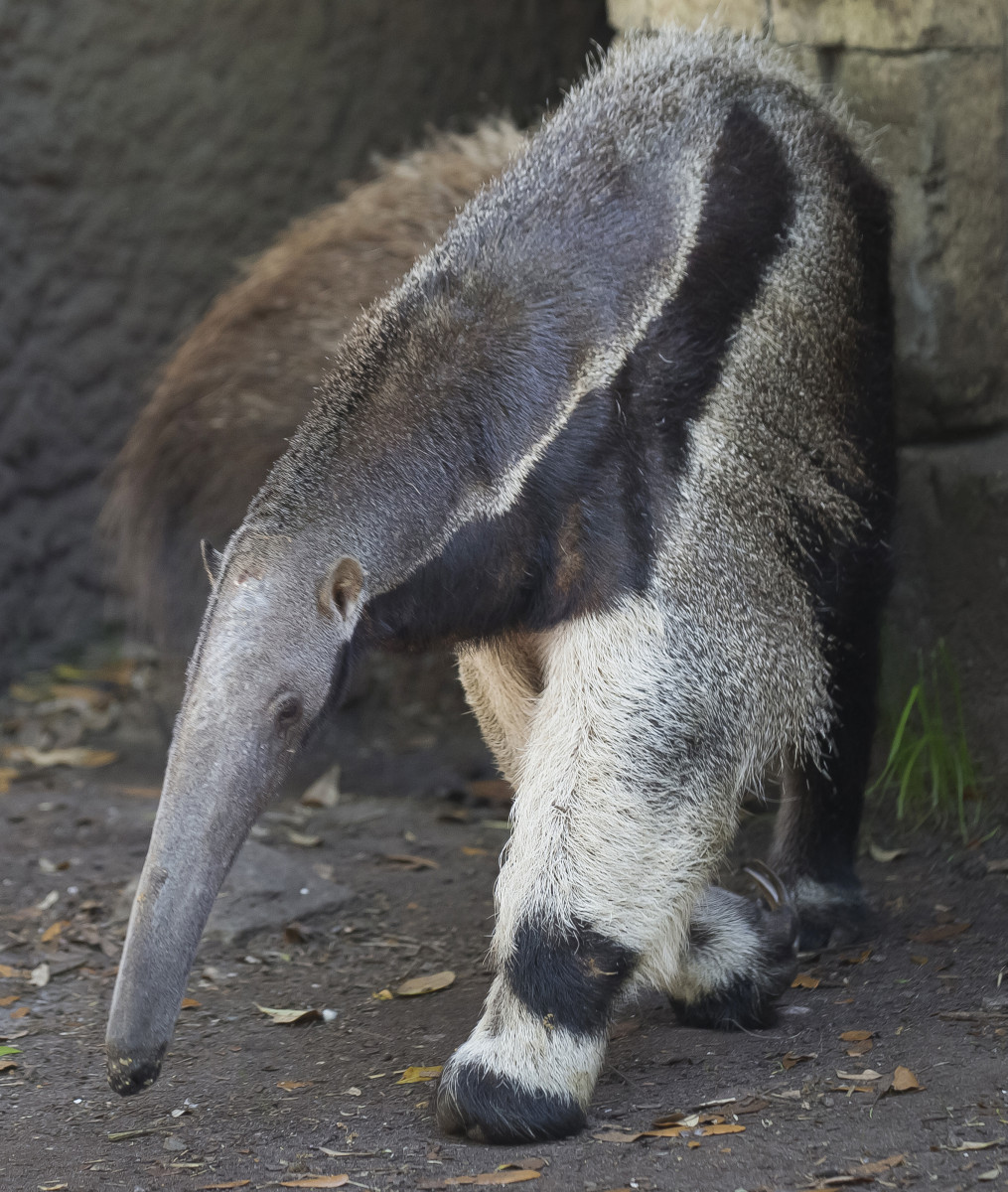 3.20.18Anteater3