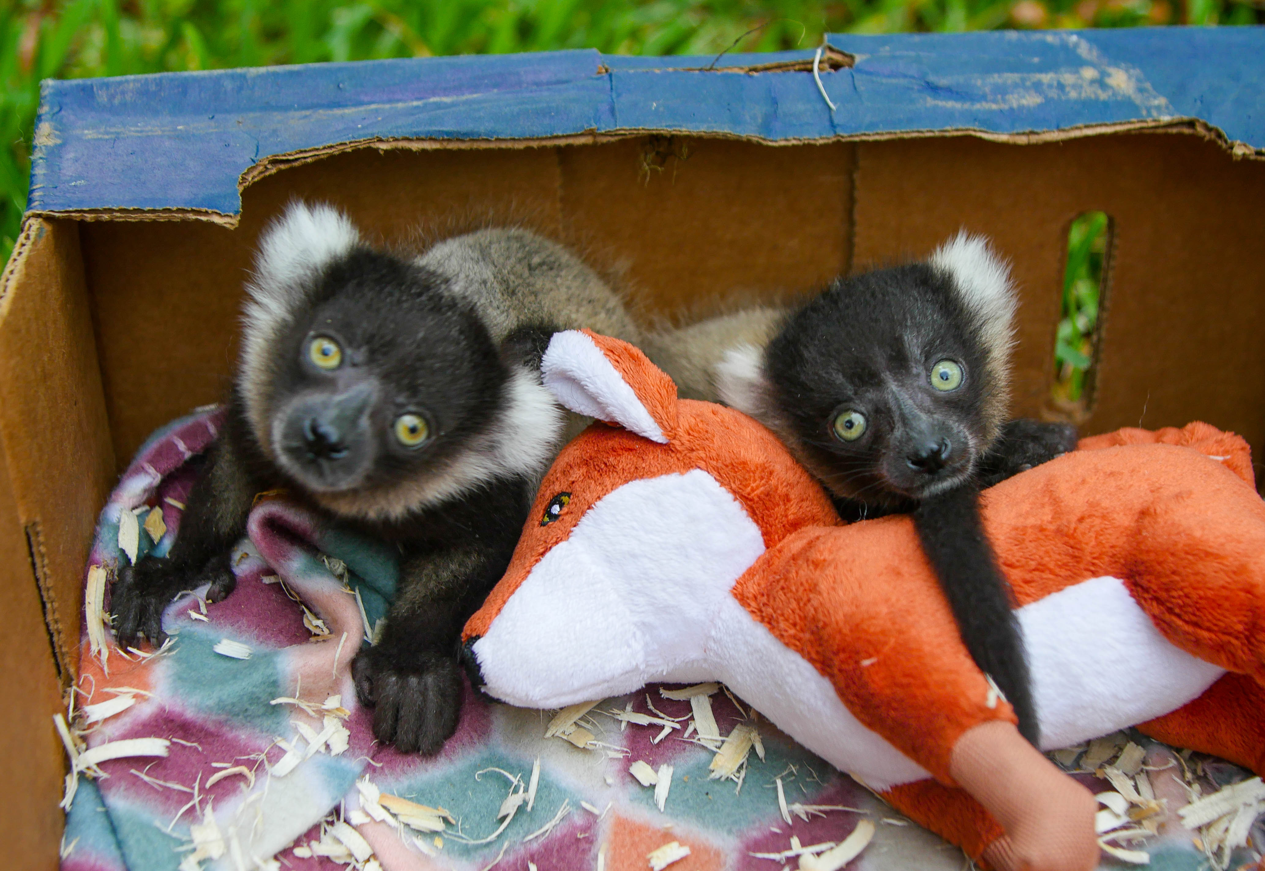 Lemur Mix Rabbit Lemur Twins Newest Additions to Audubon Zoo
