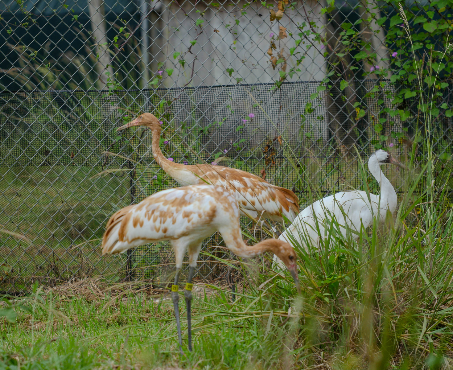 Audubon Prepares Young Whooping Cranes for Release