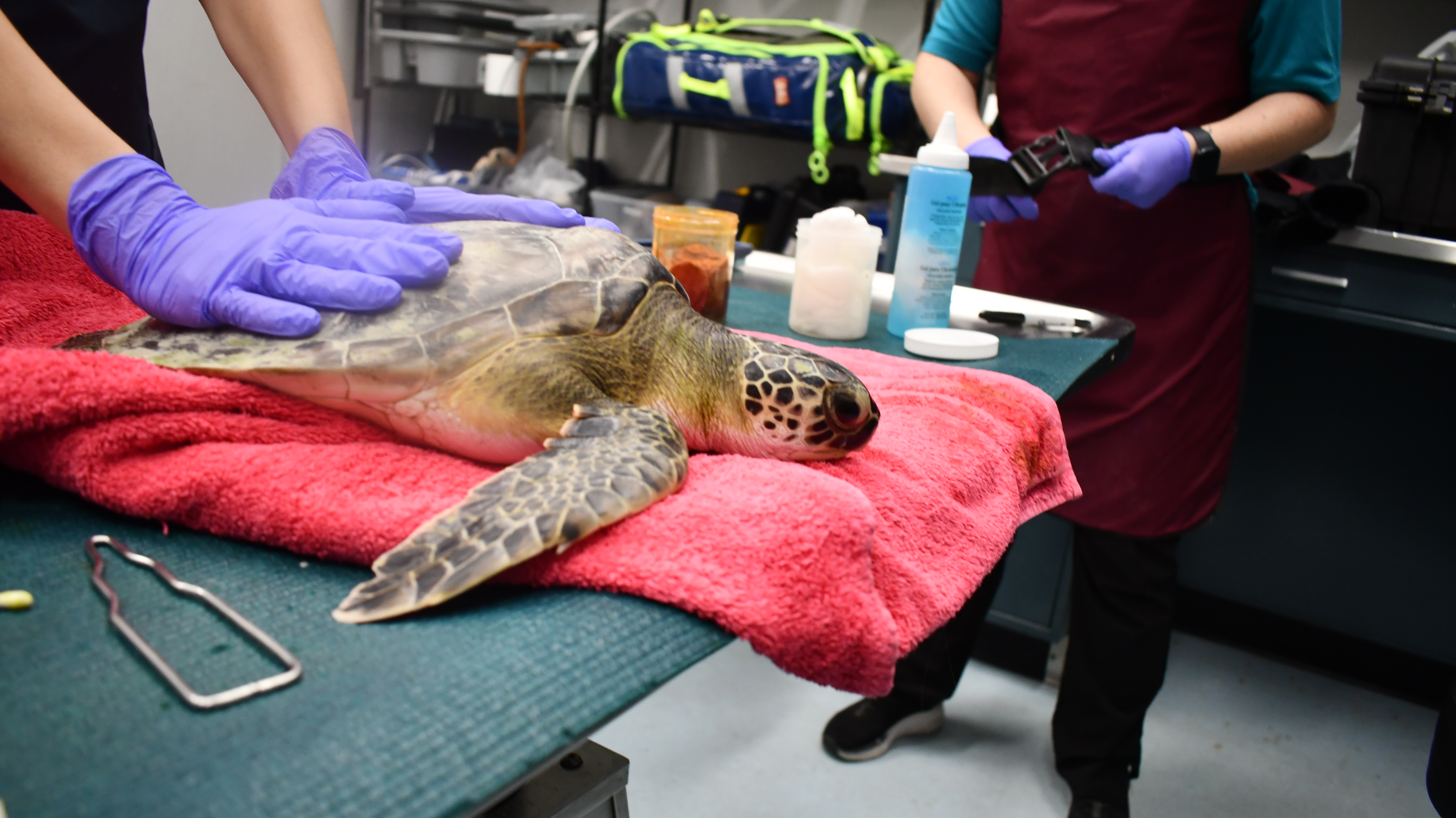 Audubon Aquarium Rescue Helping Sea Turtles Impacted by Cold Weather