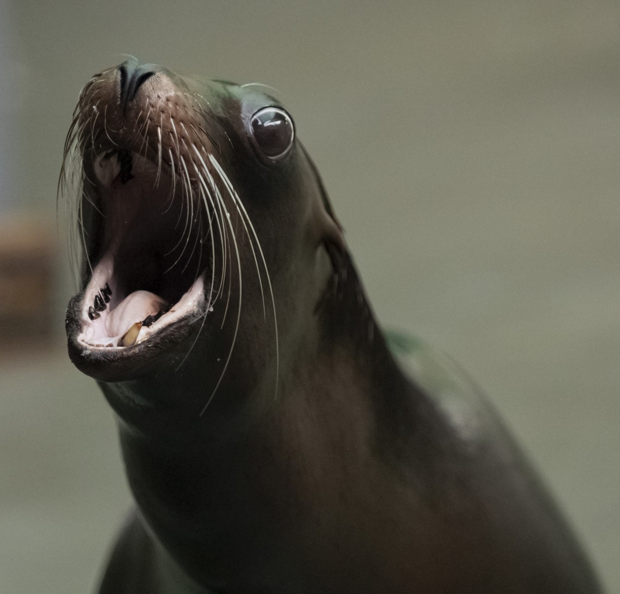 7.22.19 Sea Lion Huey18