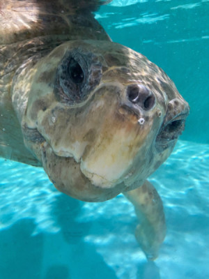 Giant Loggerhead Sea Turtle Recovering at Audubon