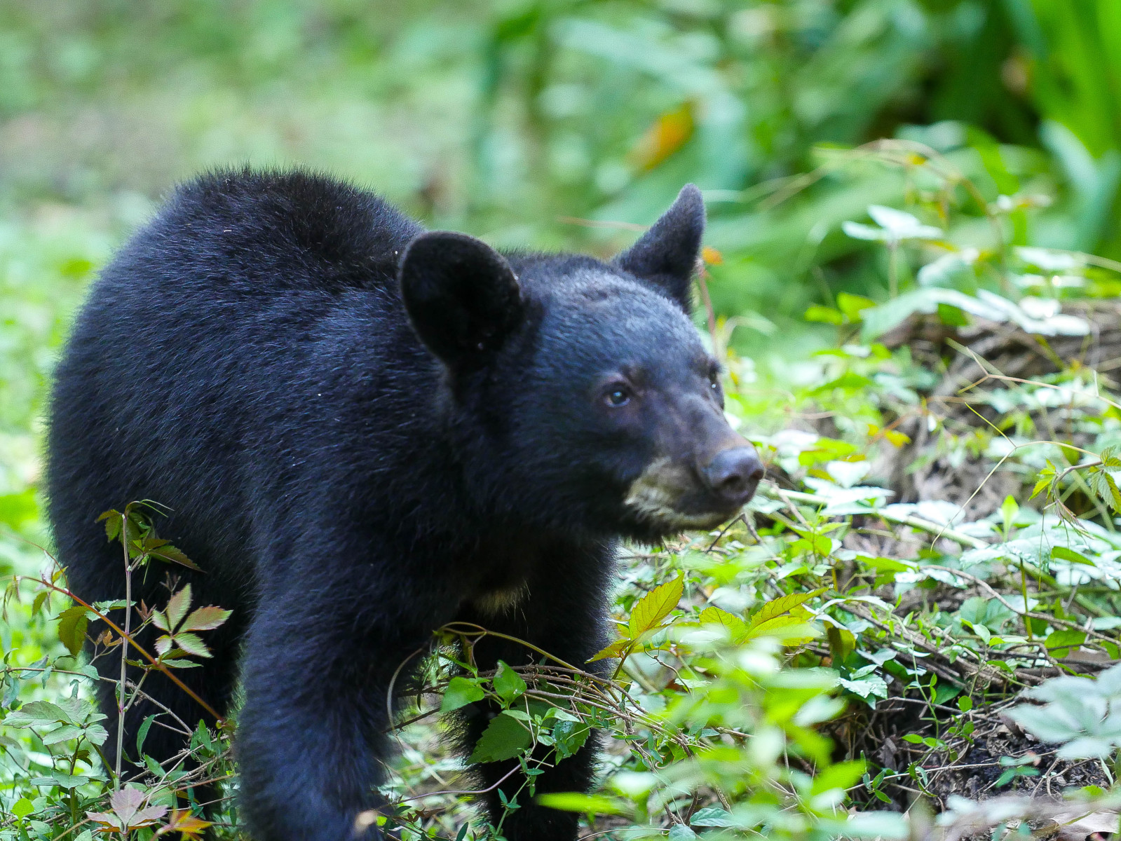 LA Black Bear Cub 9.9.22-2 (1)