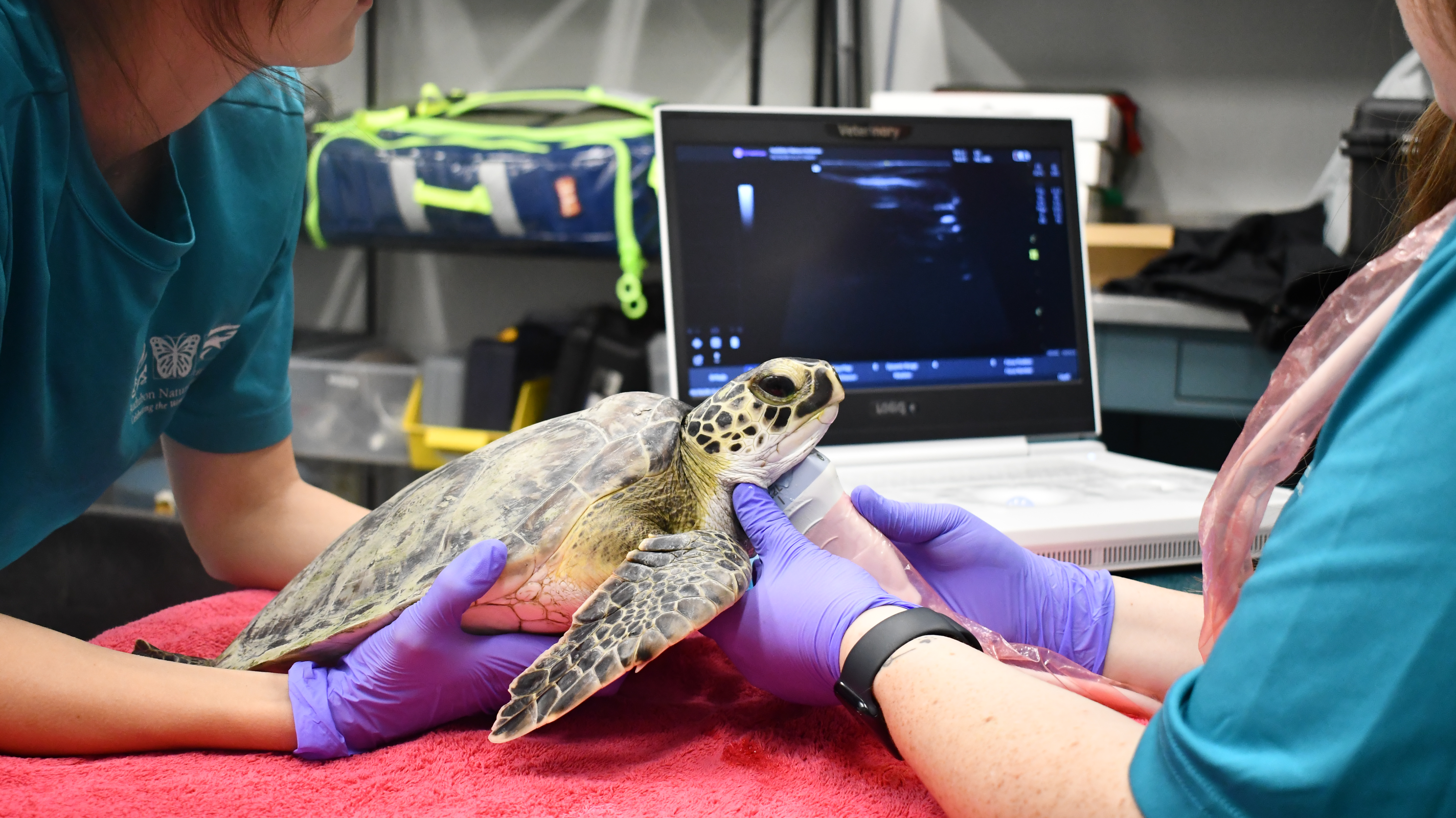 Audubon Aquarium Rescue Helping Sea Turtles Impacted by Cold Weather