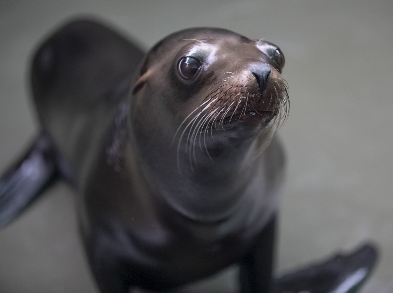 7.22.19 Sea Lion Huey61