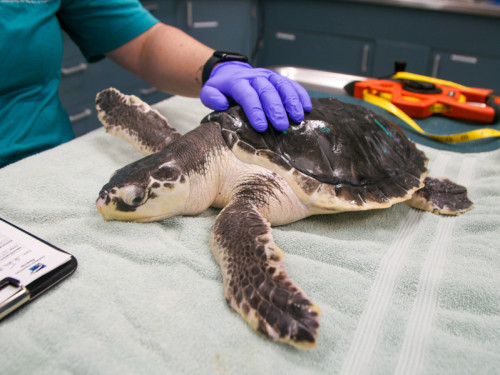 Sea Turtle Examinations on World Sea Turtle Day