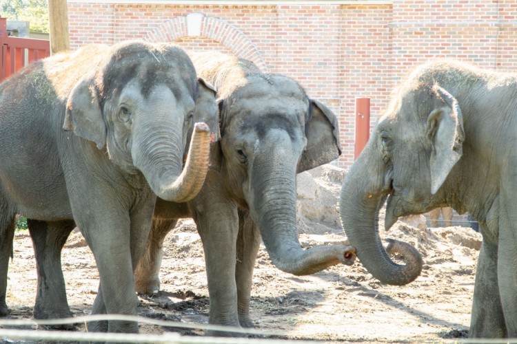 Audubon Zoo Nominated in USA Today's 10Best Reader's Choice Awards