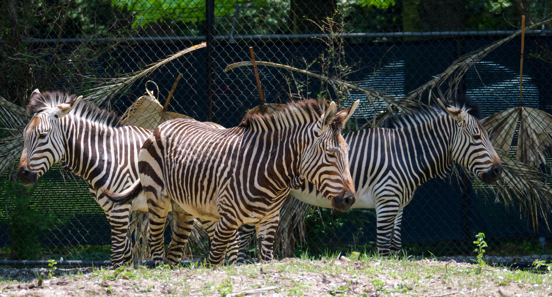 ZOO　3点 Audubon Zoo Welcomes Three Zebra