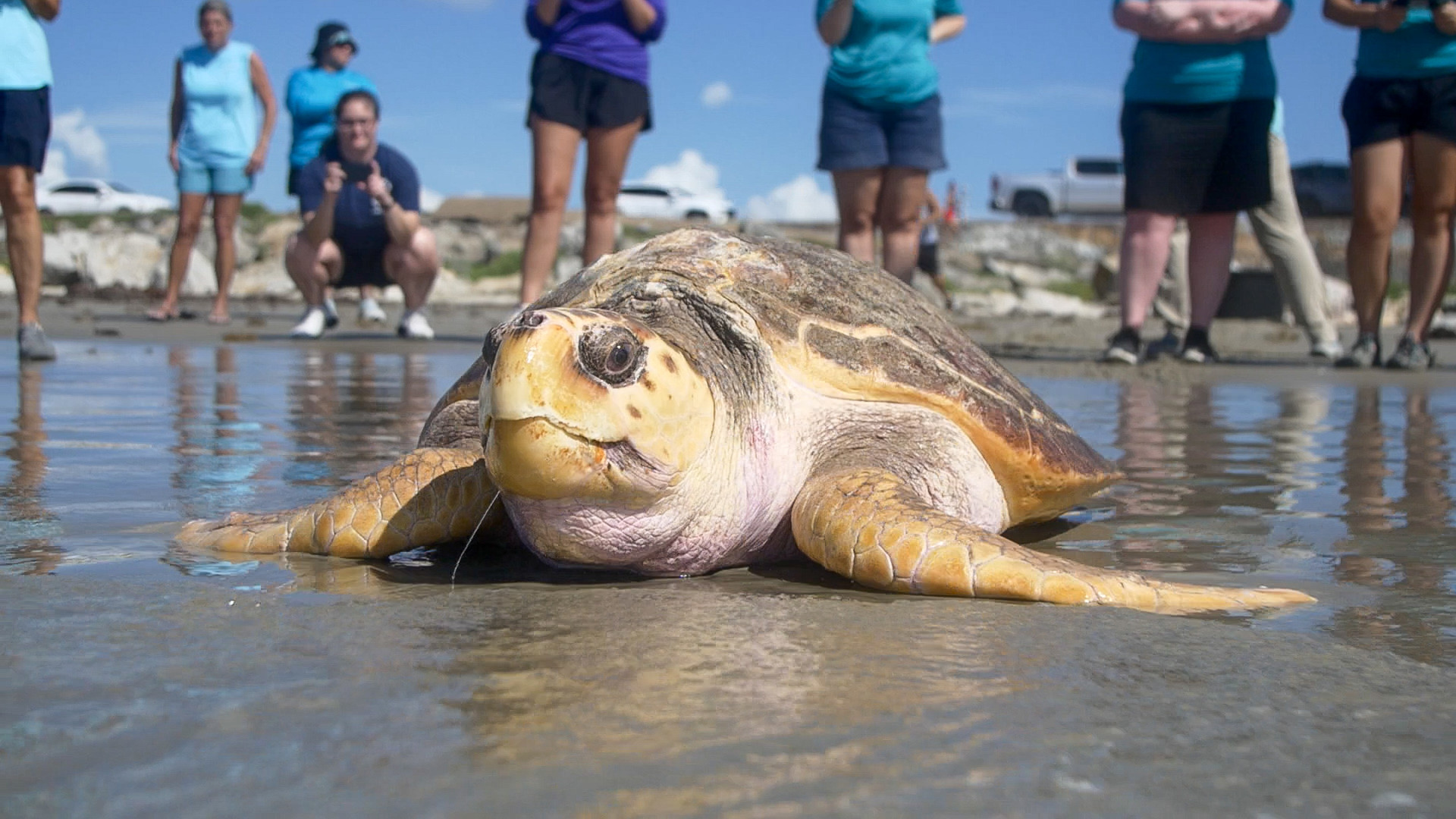 Audubon Aquarium Releases Three Sea Turtles