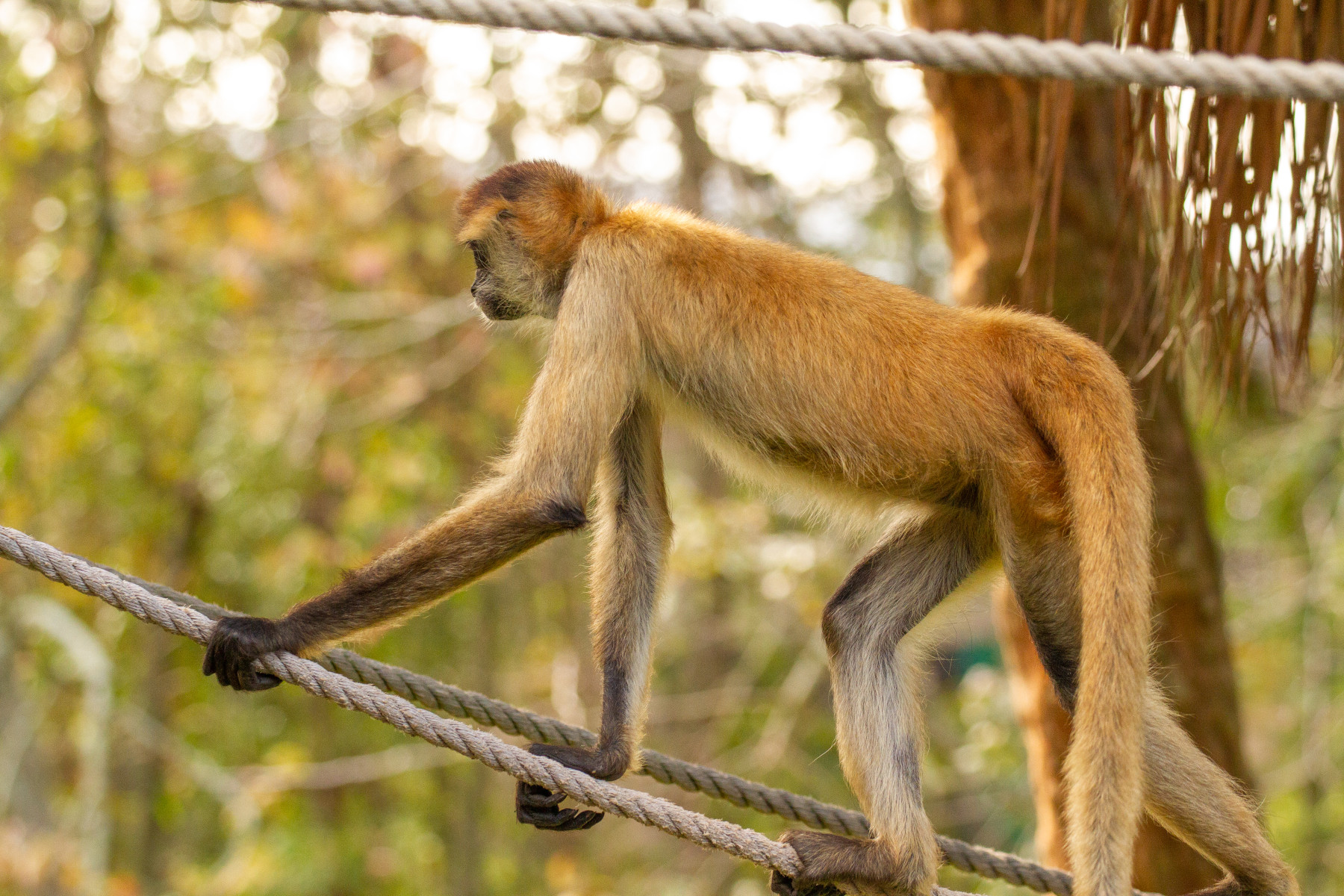 Spider Monkey 12.28.22-56