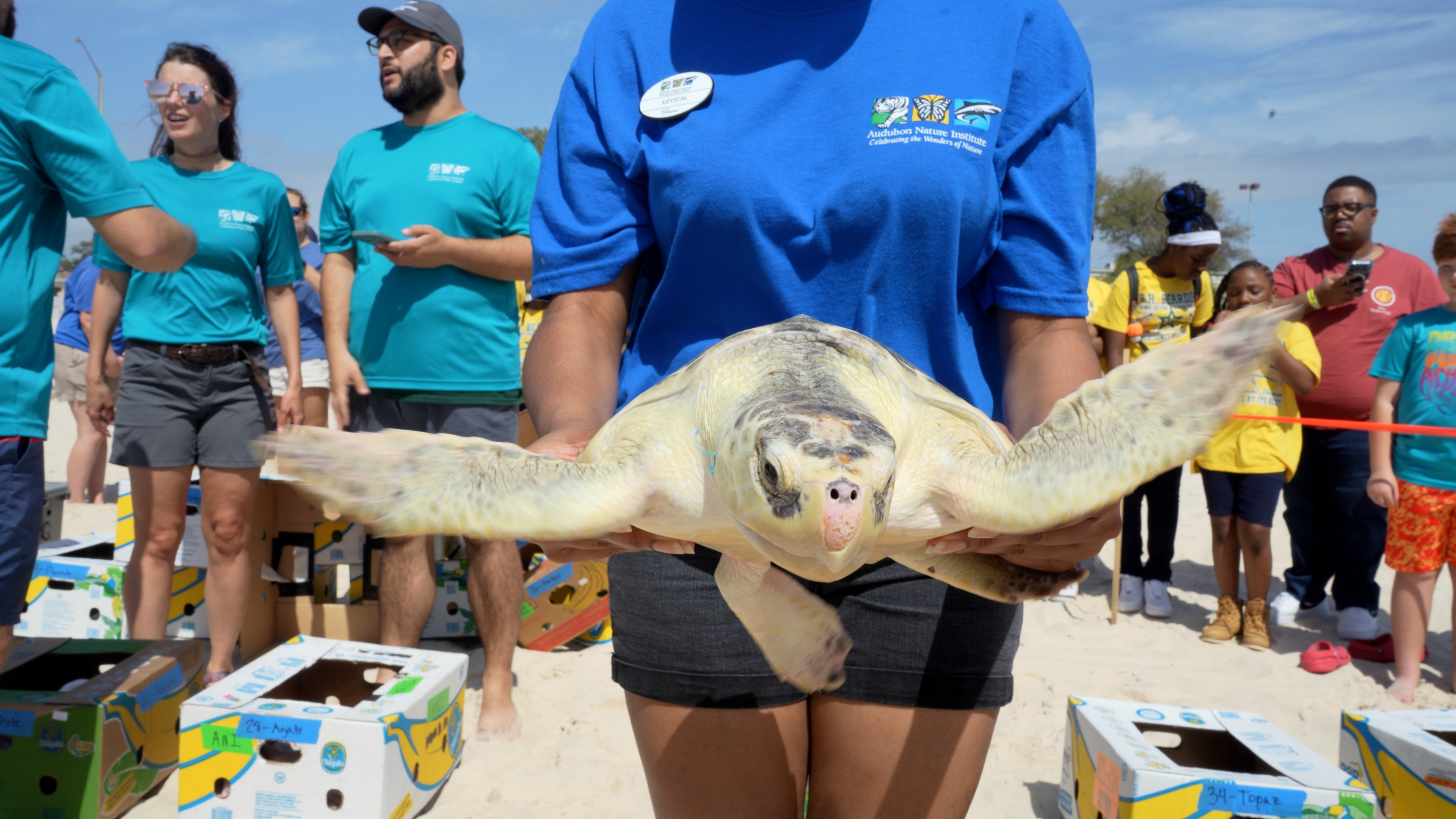 Audubon Aquarium Rescue Releases Sea Turtles on Mississippi Beach