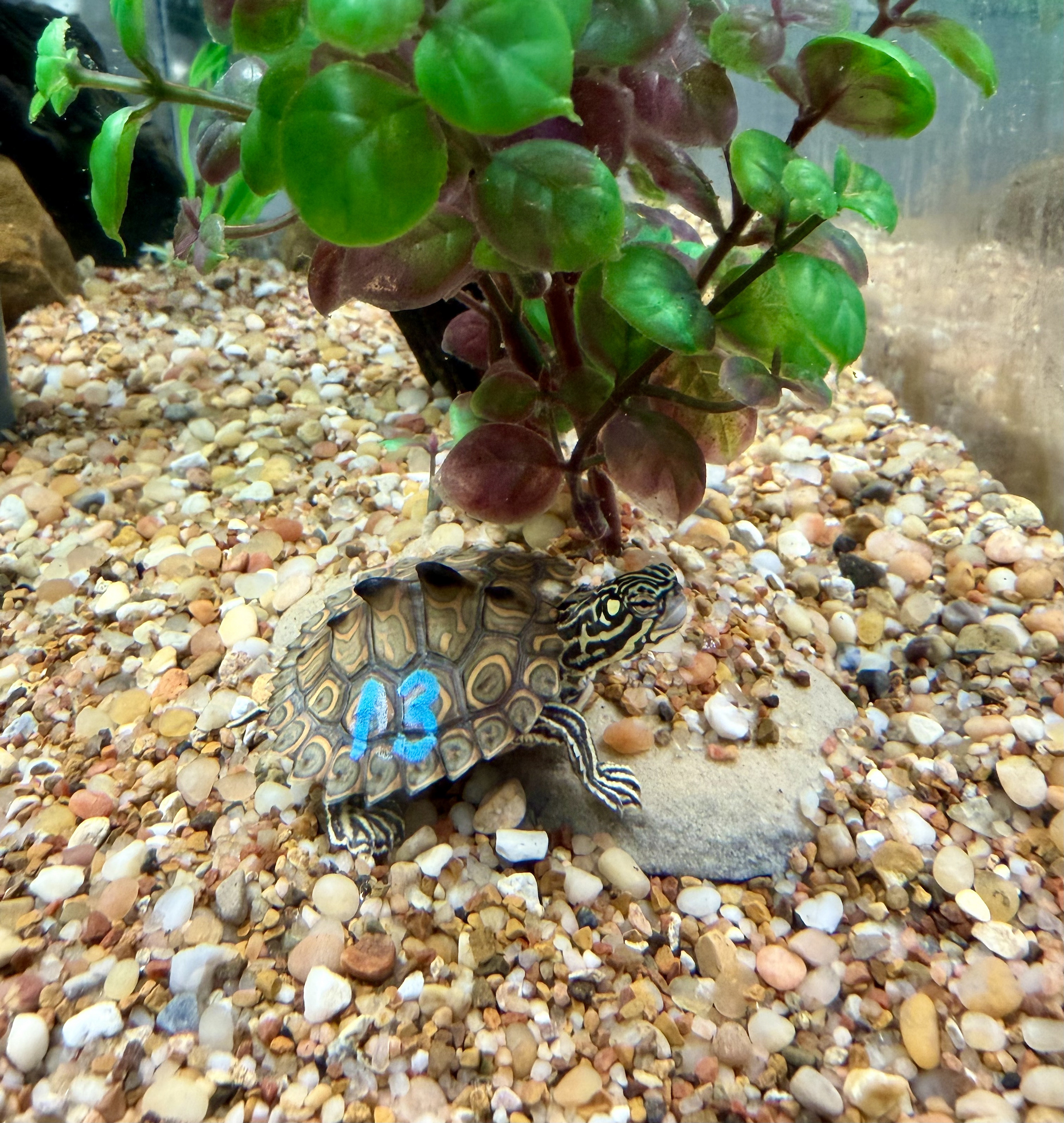 Audubon Aquarium Gives Rare Turtles Head Start