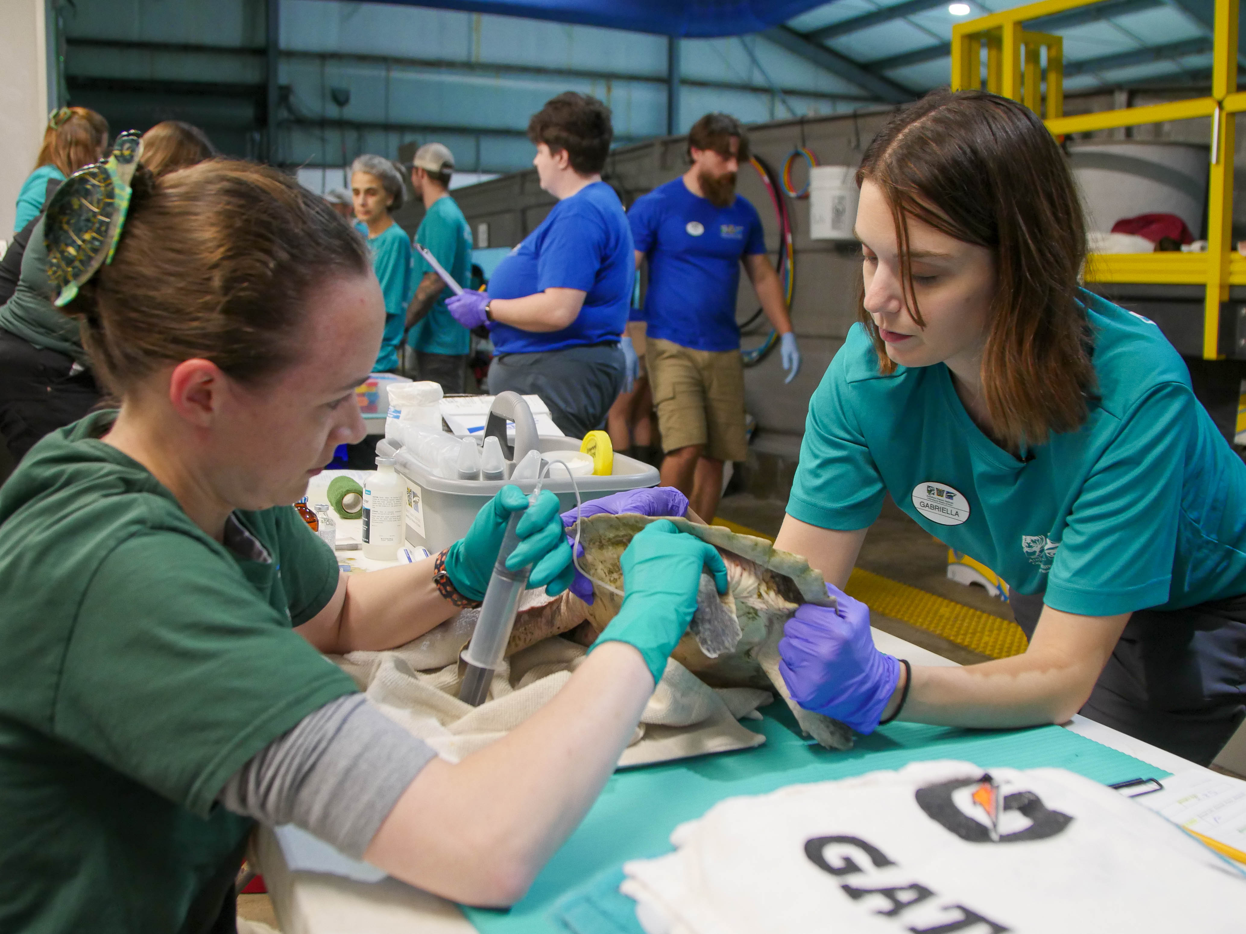 Critically Endangered Sea Turtles Arrive at Audubon for Care