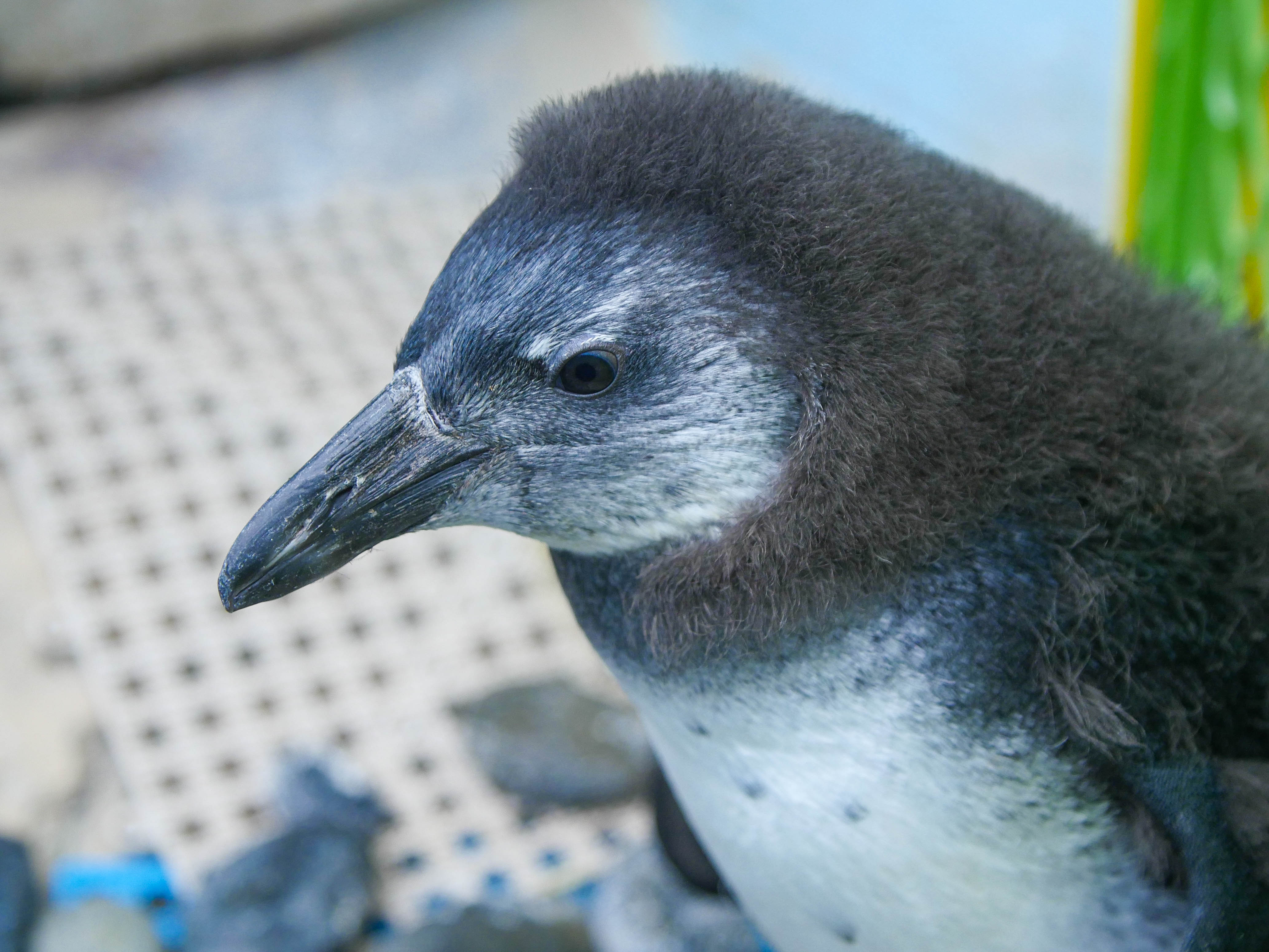 audubon-aquarium-names-penguin-chick