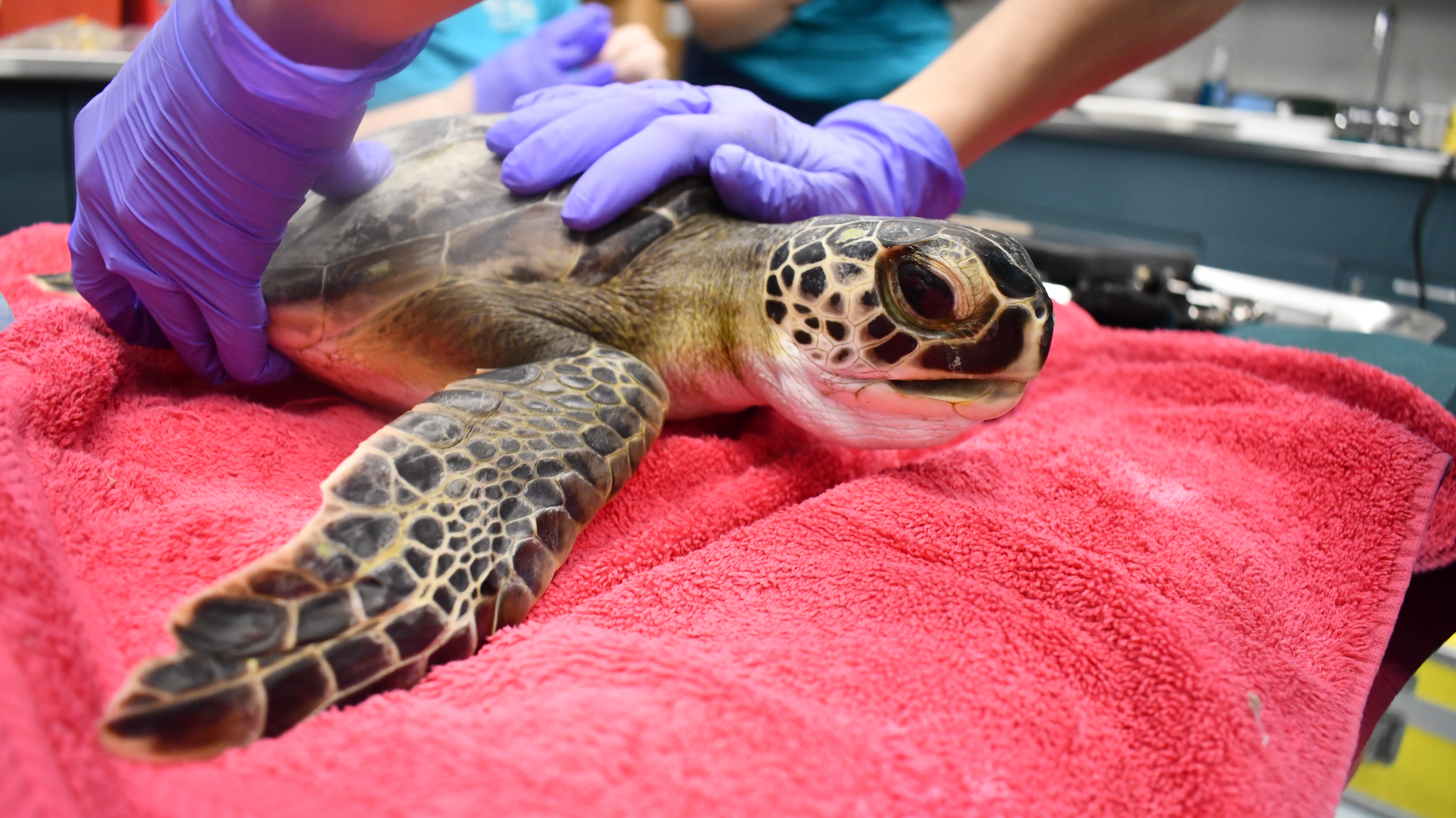Audubon Aquarium Rescue Helping Sea Turtles Impacted by Cold Weather
