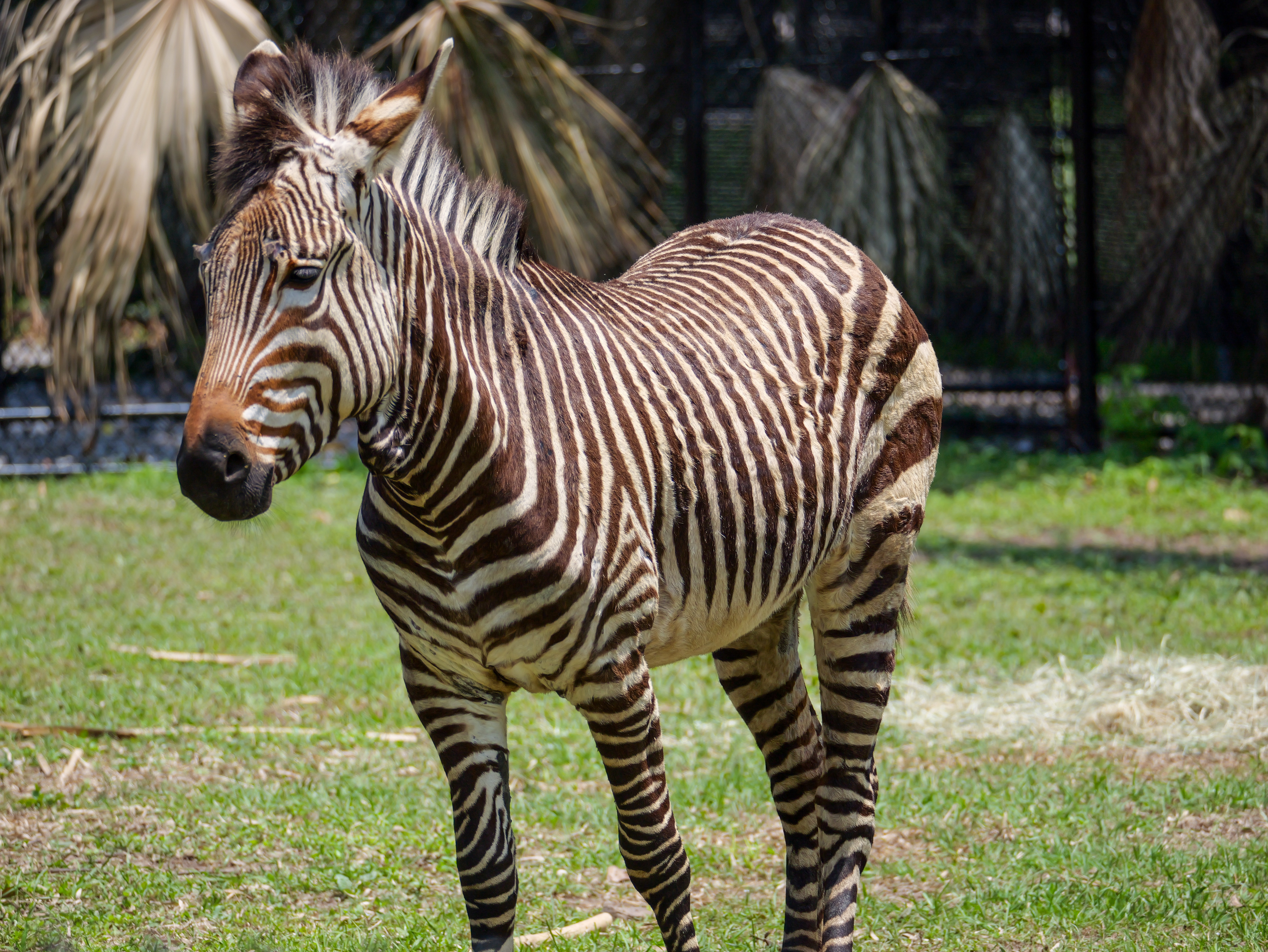 Audubon Zoo Welcomes Three Zebra
