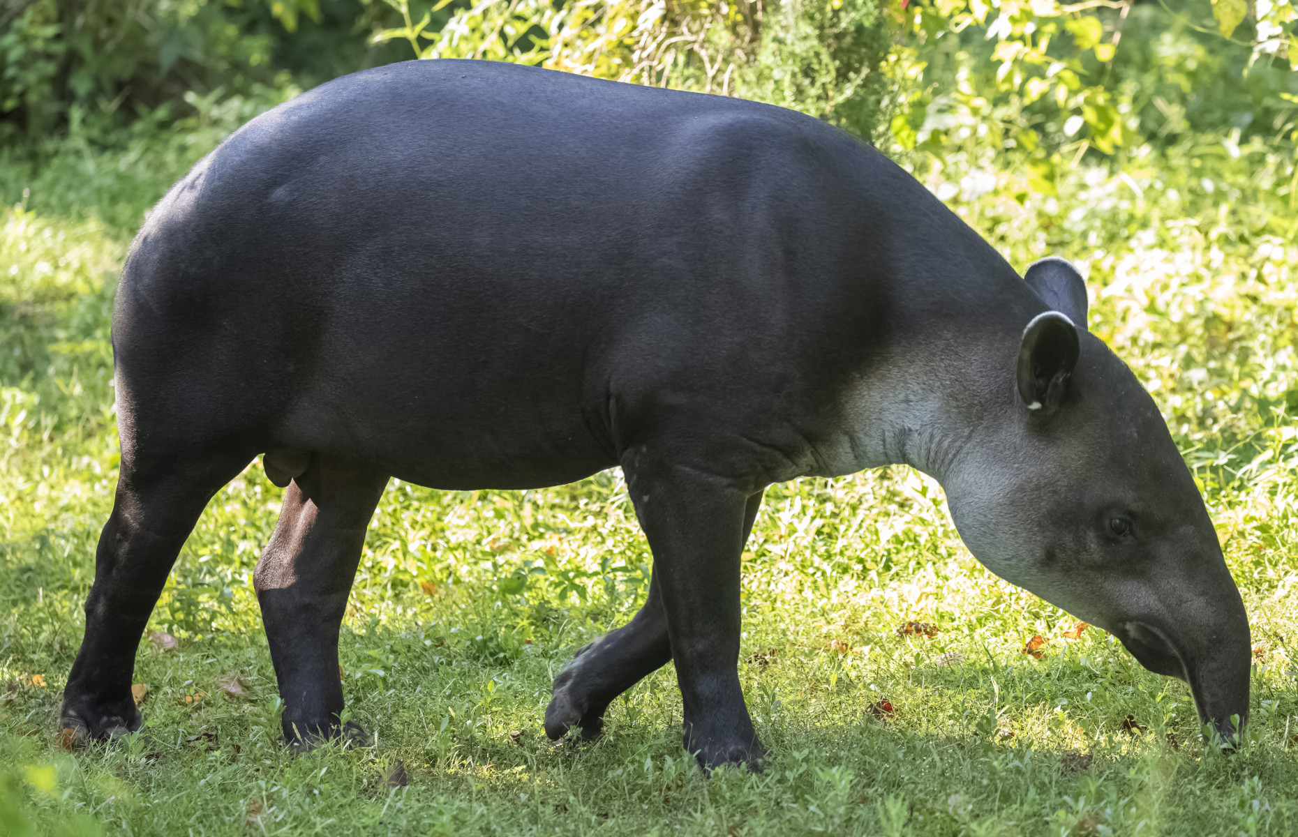 9.5.19 Baird's Tapir10