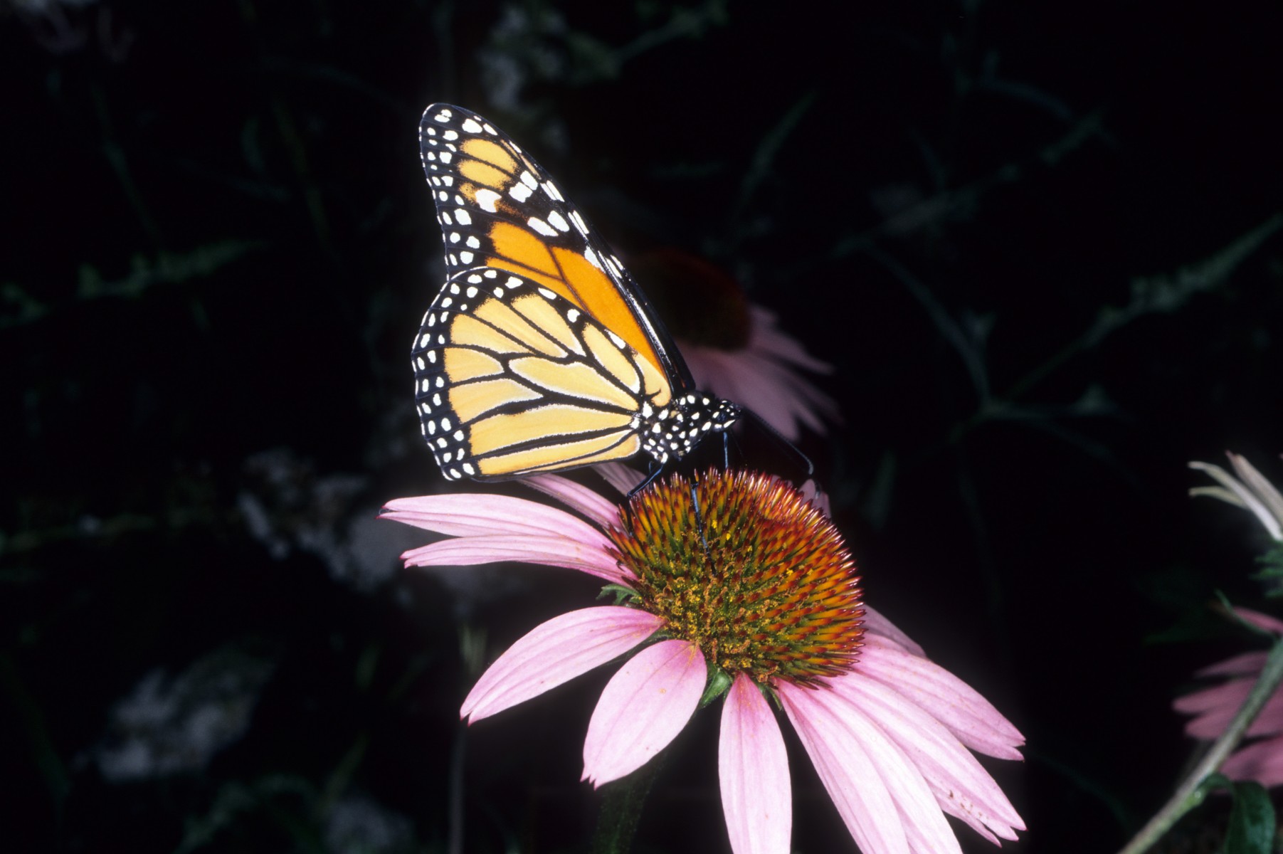 Monarch Butterfly-17