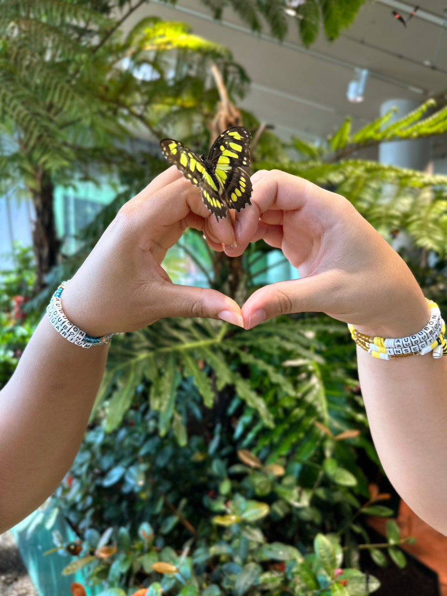 Insectarium Friendship Bracelets 9.4.24-4