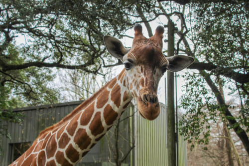 Celebrating World Giraffe Day at Audubon Zoo